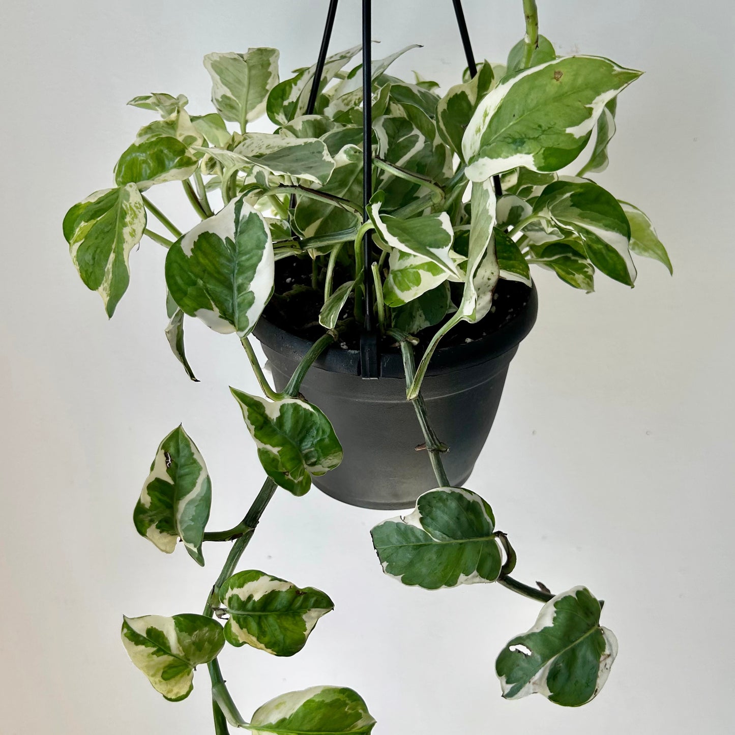Pothos “Pearl & Jade” 6” hanging basket