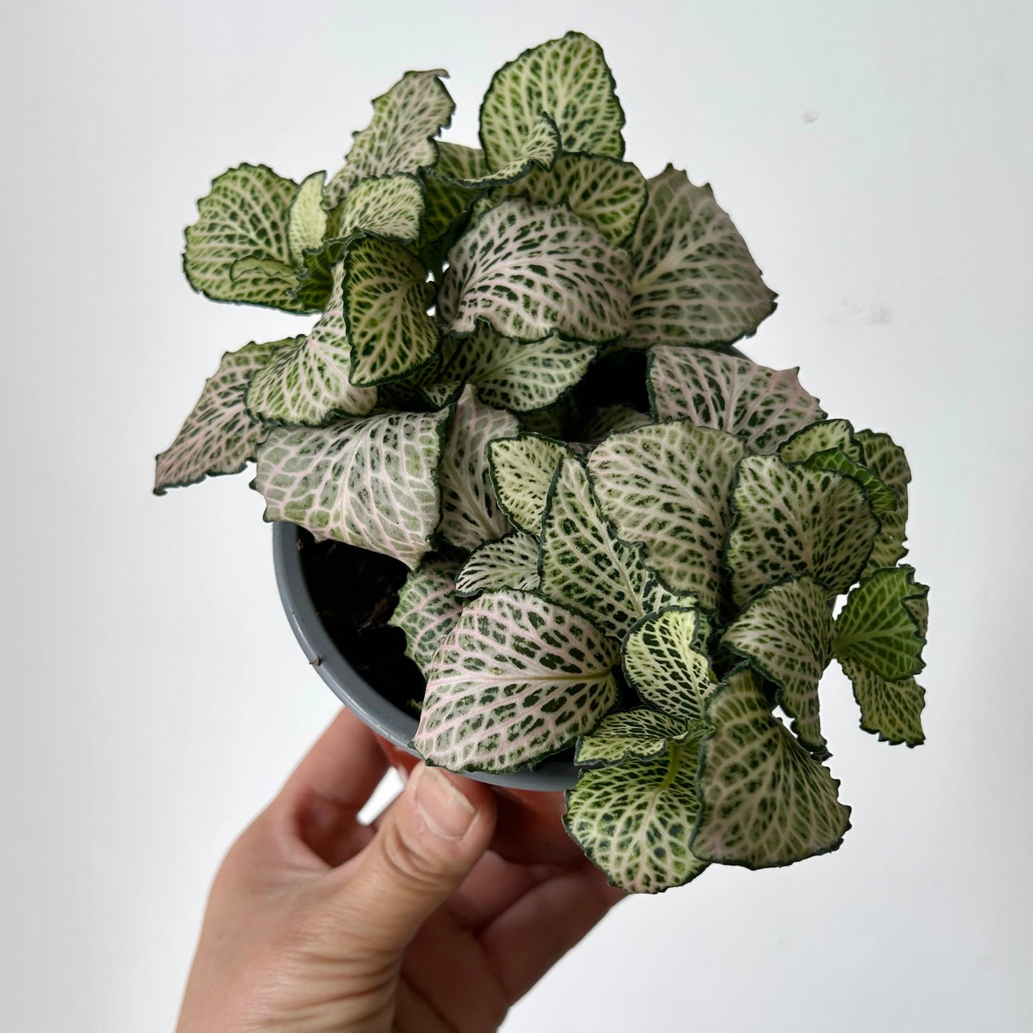 Fittonia “Purple Snow Anne” 4” pot