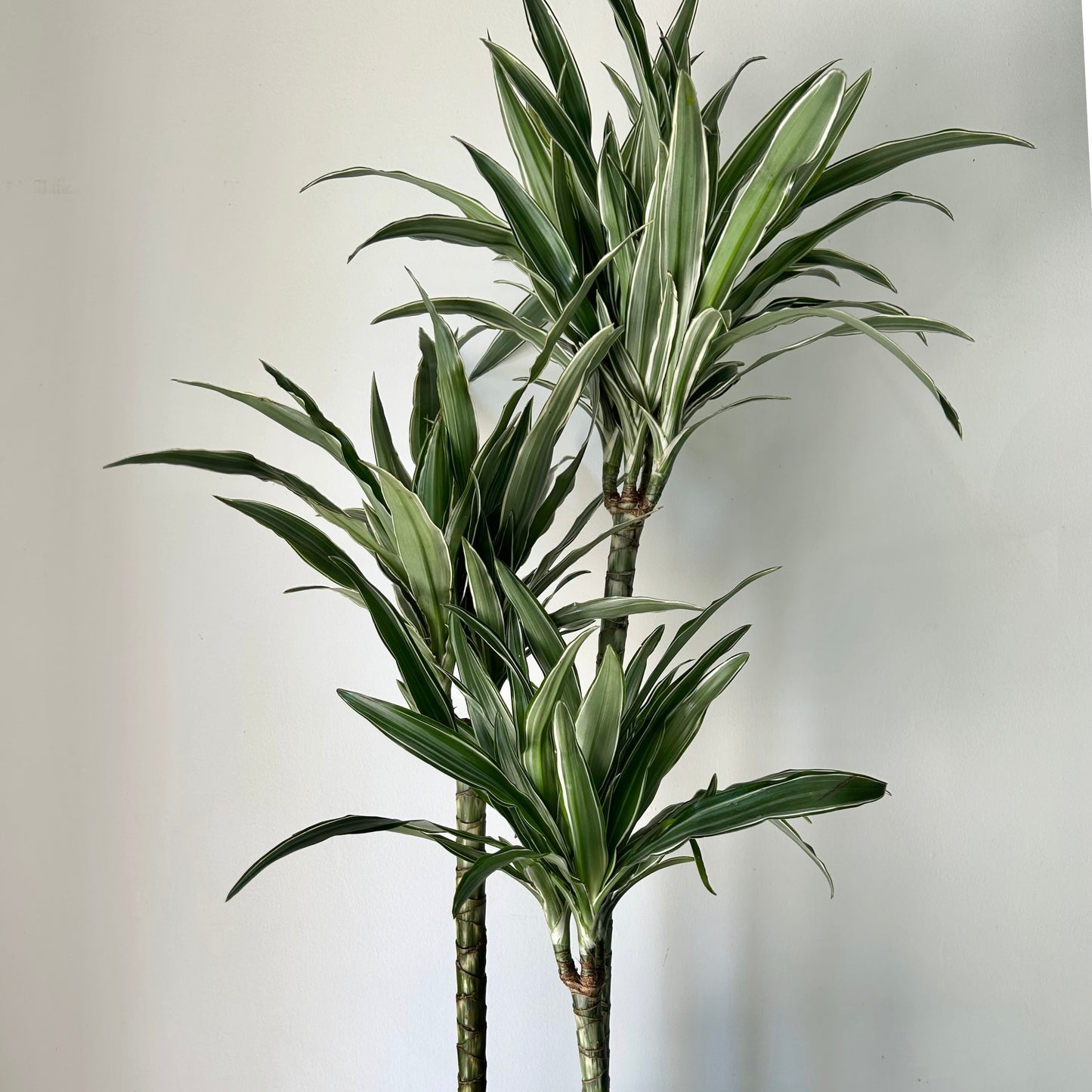 Dracaena warneckii Cane approximately 3ft tall in 8”pot