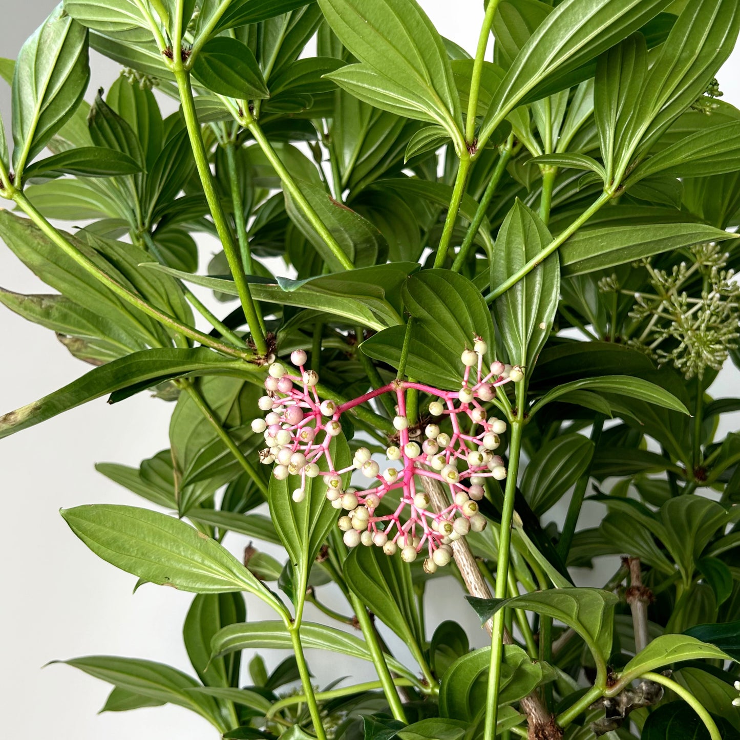 Medinilla 10” pot