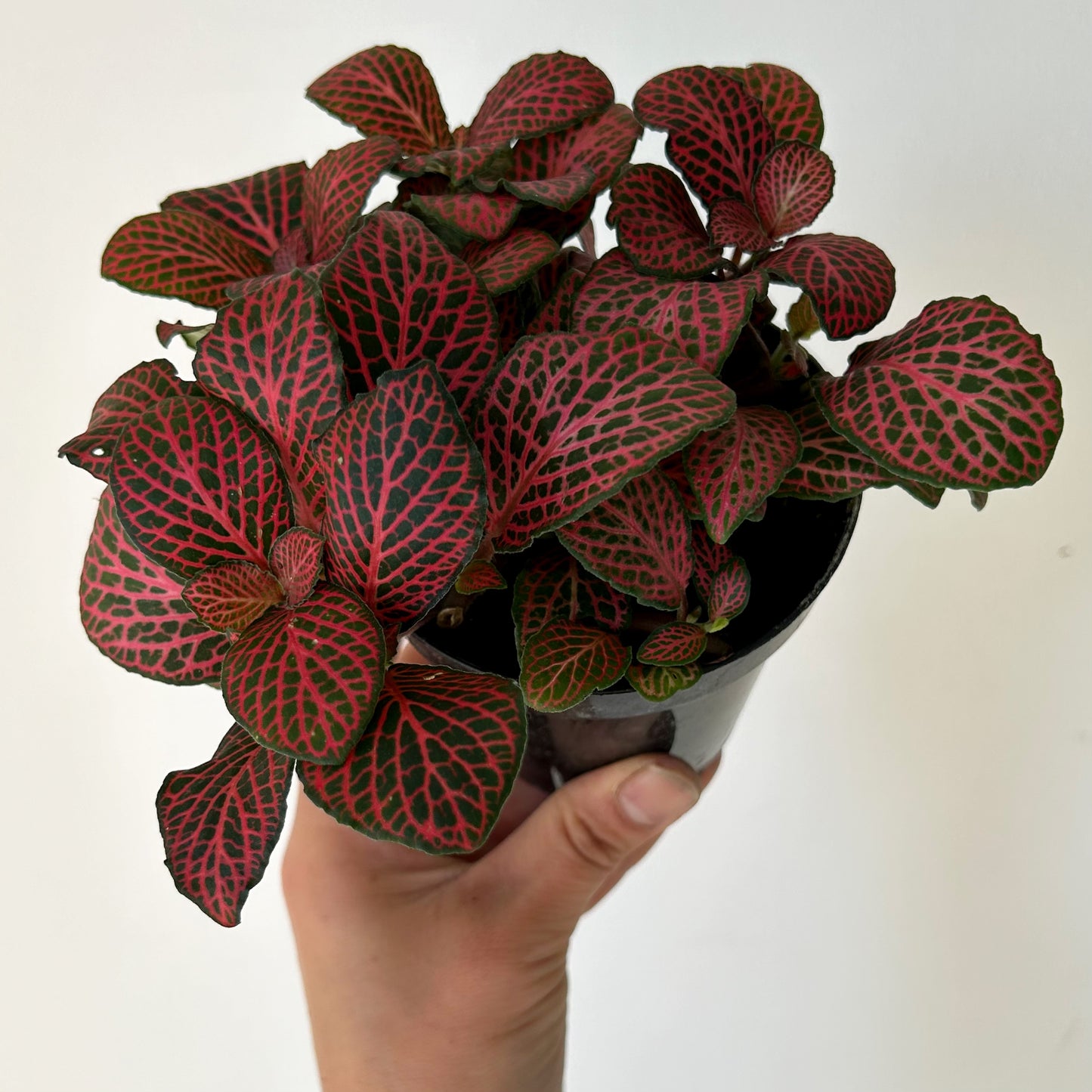 Nerve Plant (Fittonia) Red in 4”pot
