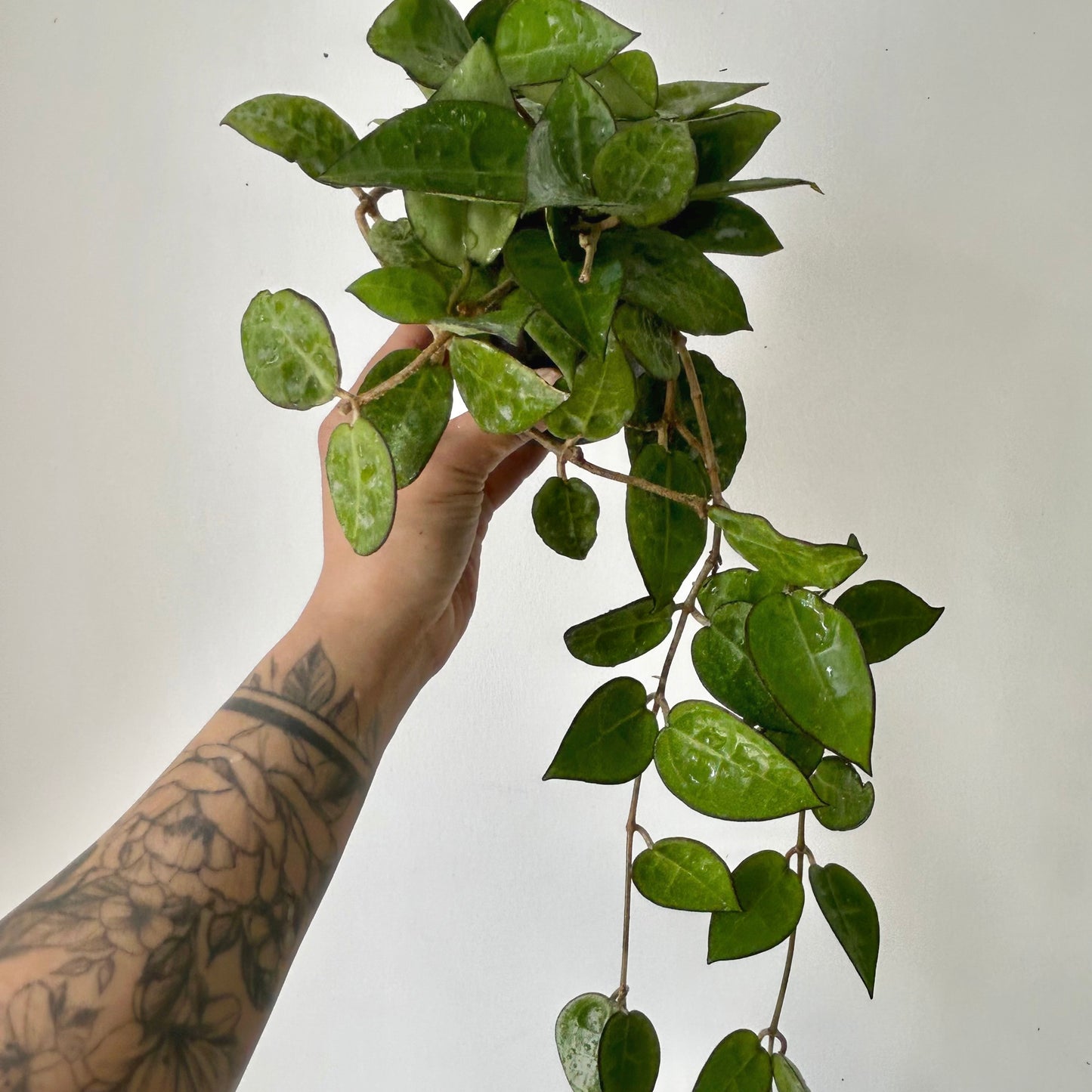 Hoya verticillata "Black Margin" 4” pot