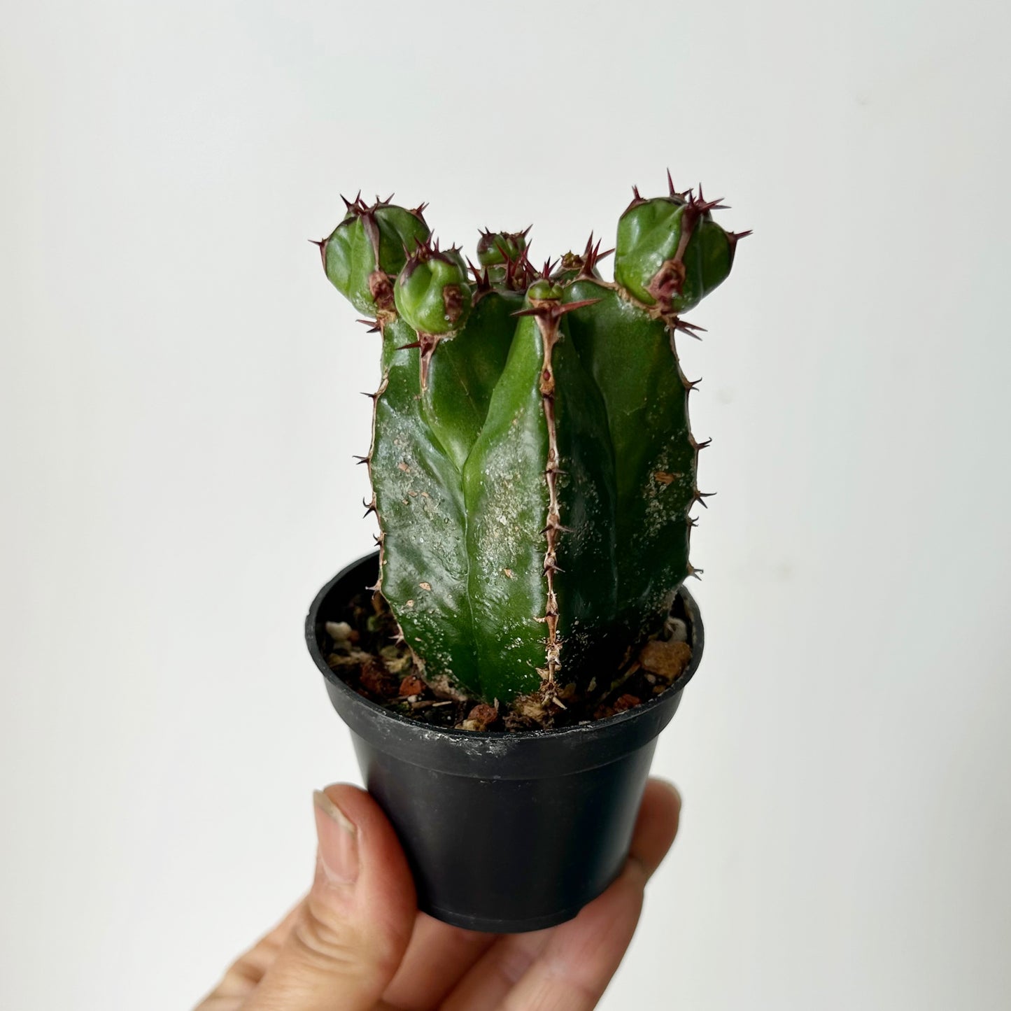 Euphorbia handiensis 2.5” pot