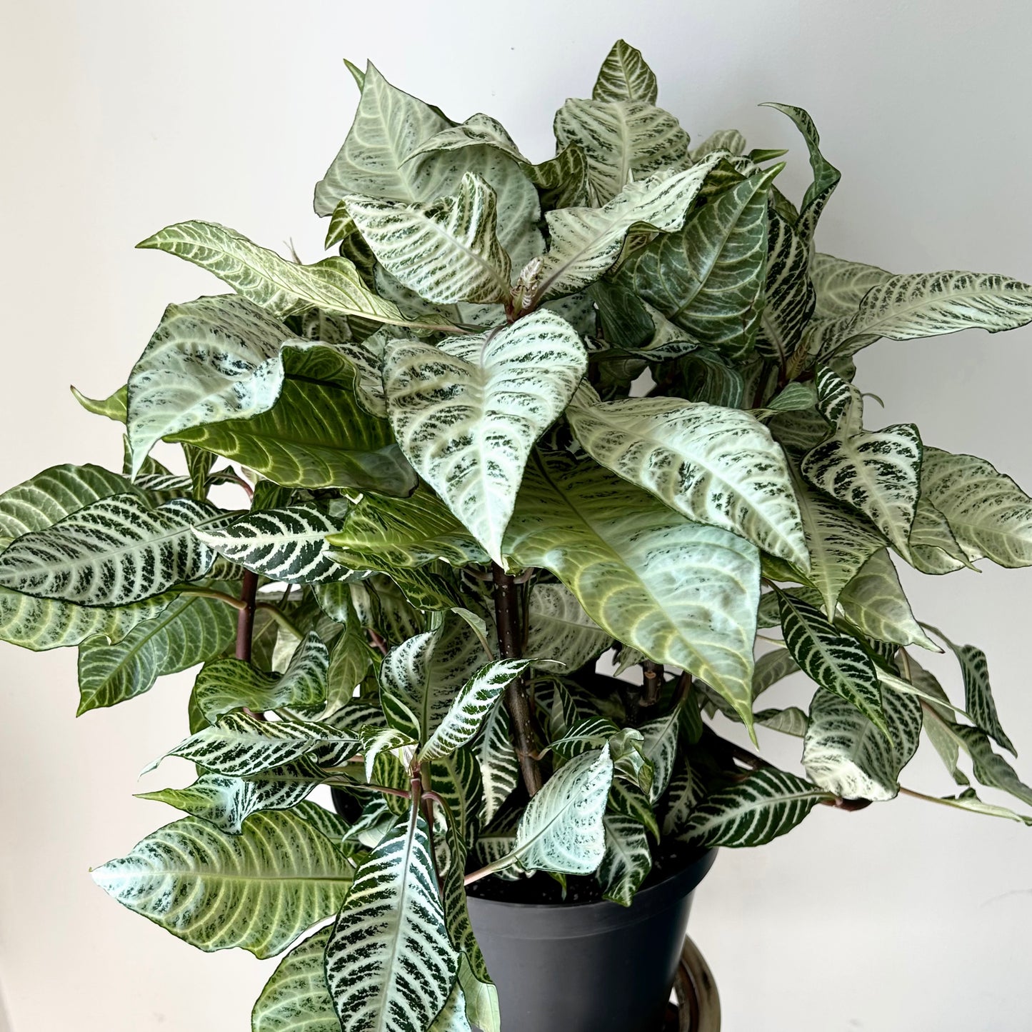 Aphelandra squarrosa “Snowflake” 11” pot