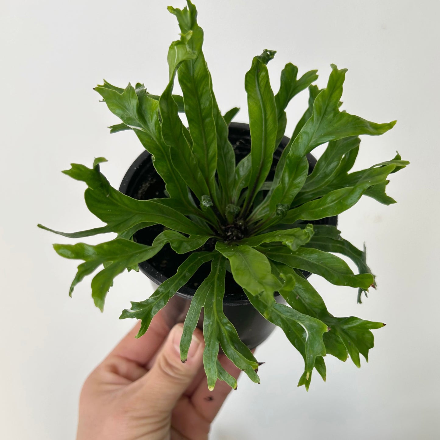 Birds Nest Fern (Asplenium) 3.5”pot