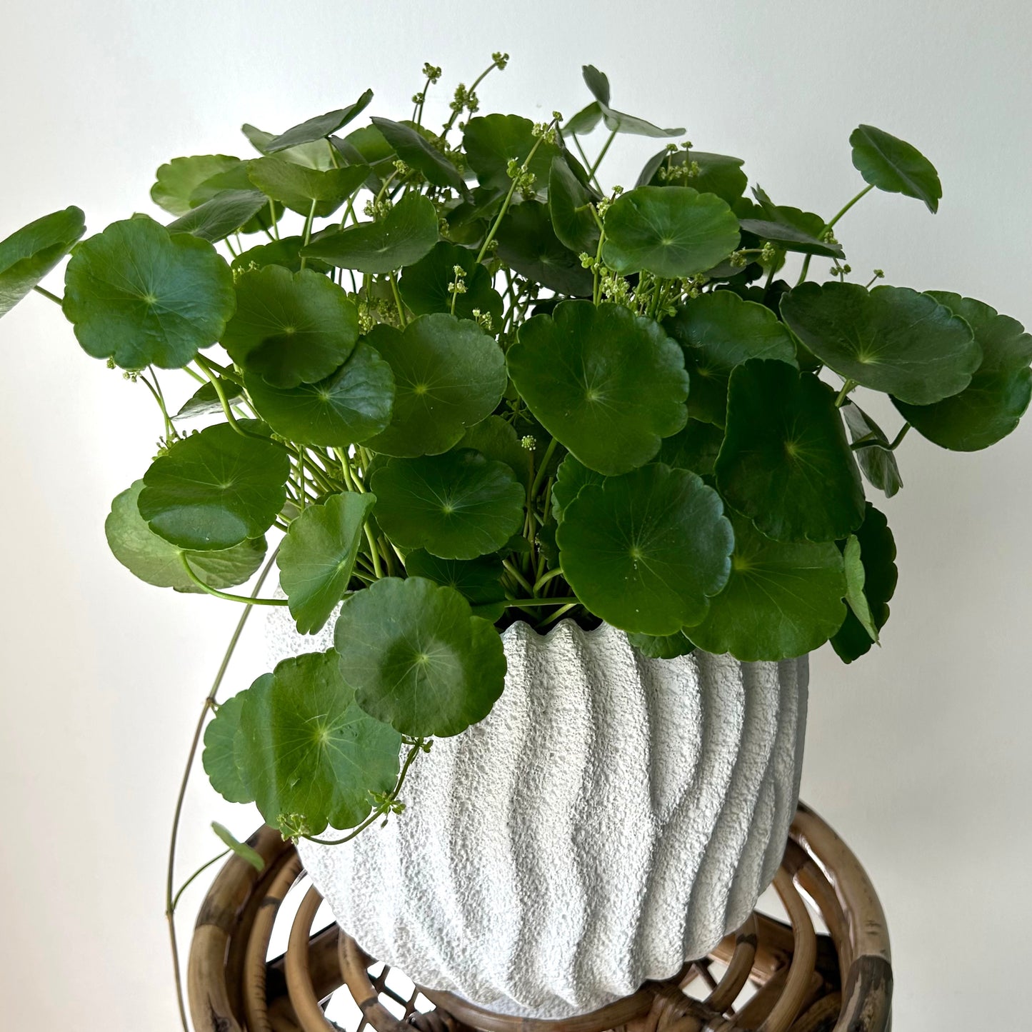 CASPIAN decorative textured cement pot (available in two sizes)