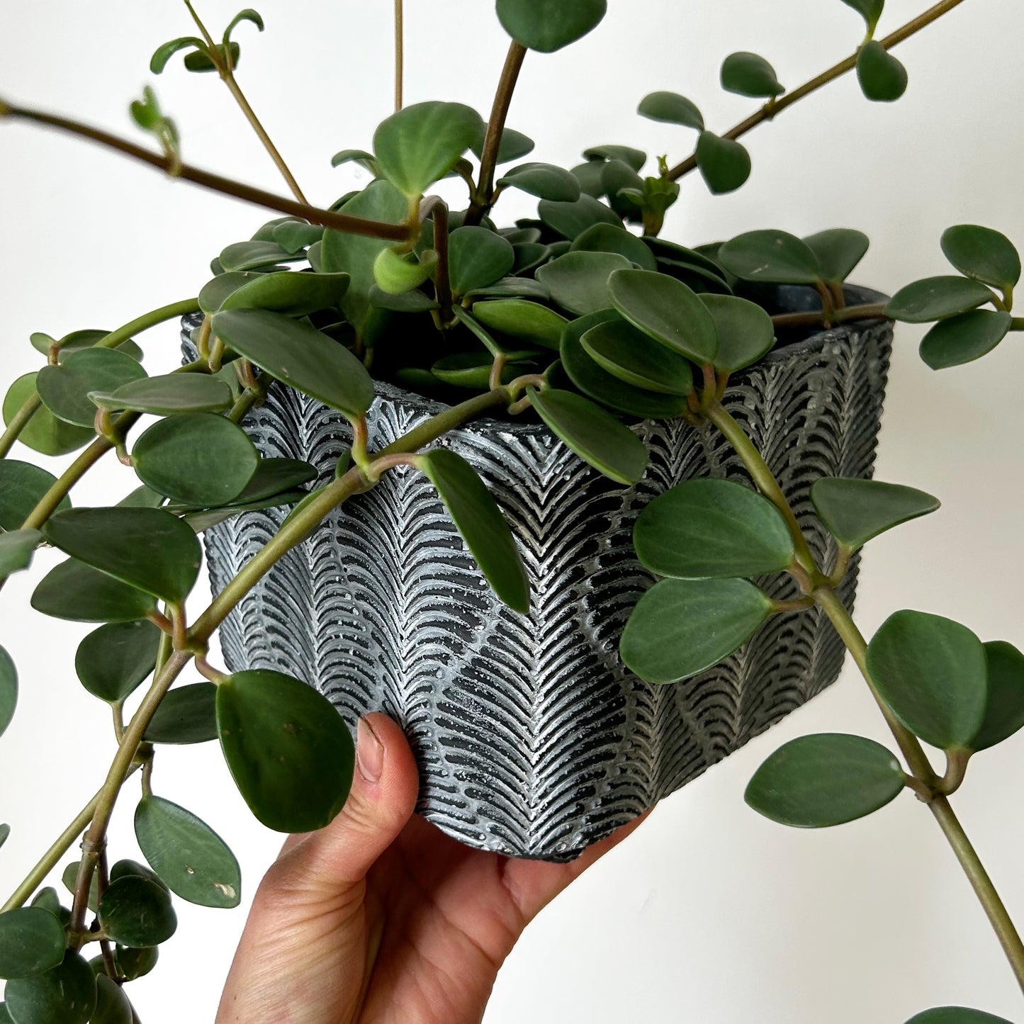 CLEO Decorative Square Pot (6”X6”X6”)