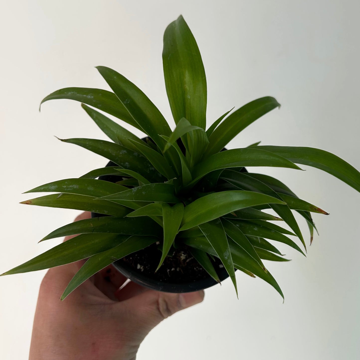 Spider Plant (Green) 4”pot