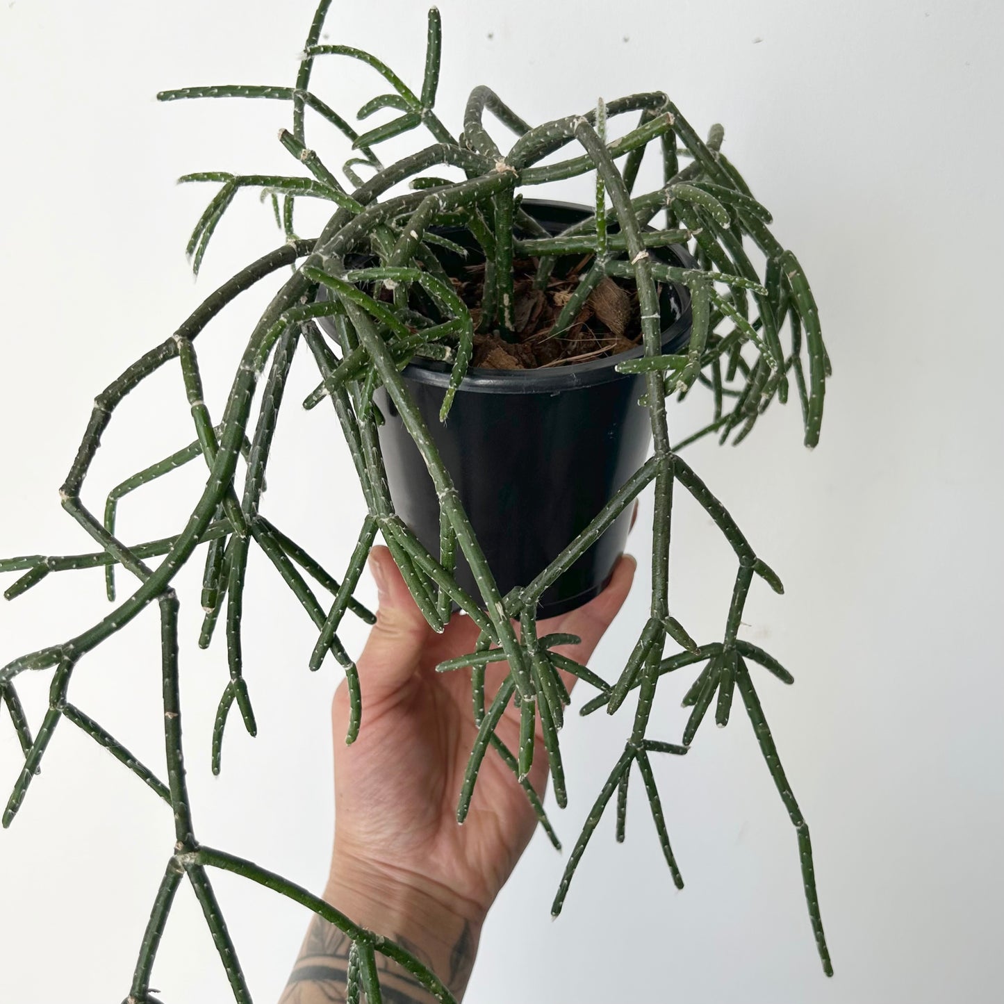 Hairy-Stemmed Rhipsalis (pilocarpa) 4”pot