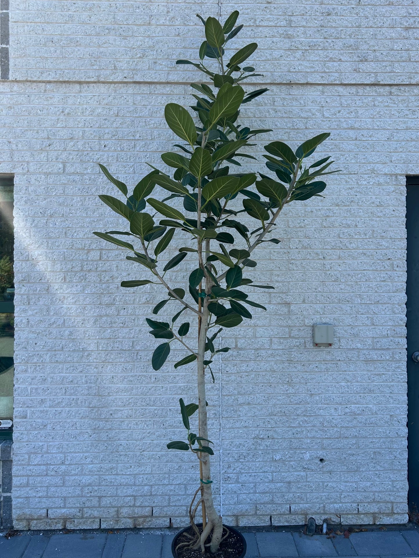 Ficus benghalensis “Audrey” Tree 9ft+ tall in 14” pot