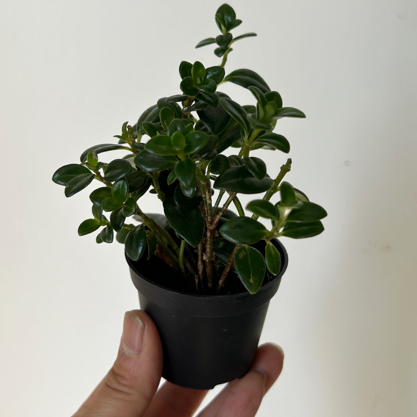 Goldfish Plant (Nematanthus) 2.5” pot