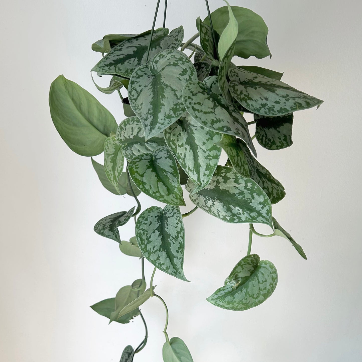 Scindapsus Exotica 6” hanging basket