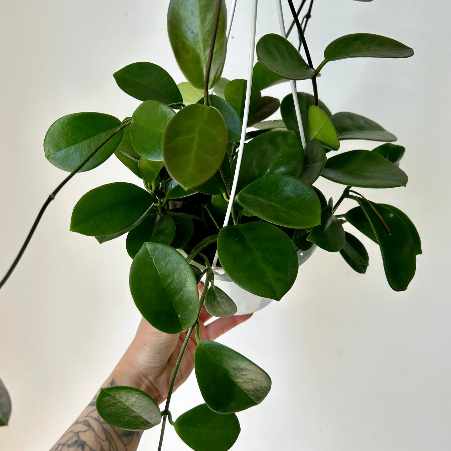 Hoya Australis 6” hanging basket