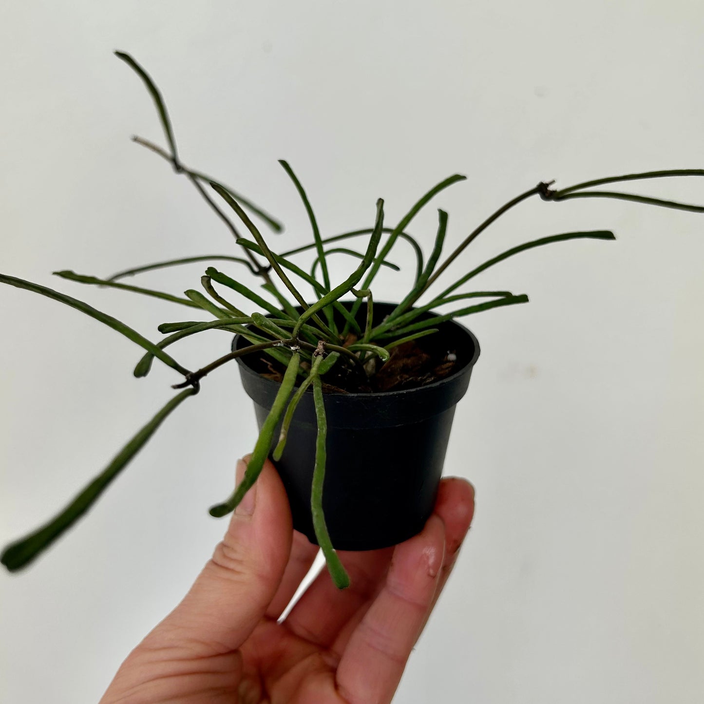 Hoya Retusa 2.5” pot