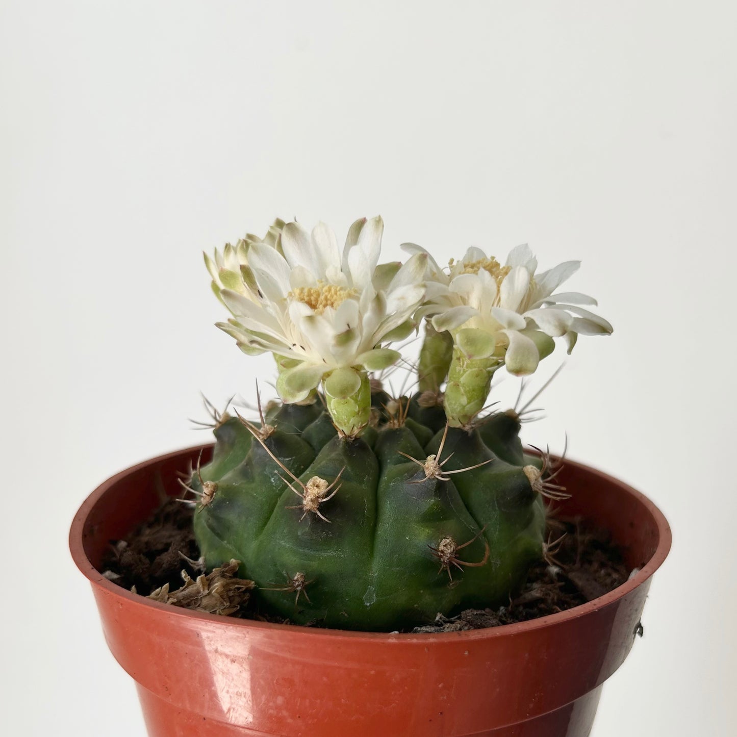 Gymnocalycium mihanovichii 3.5”pot