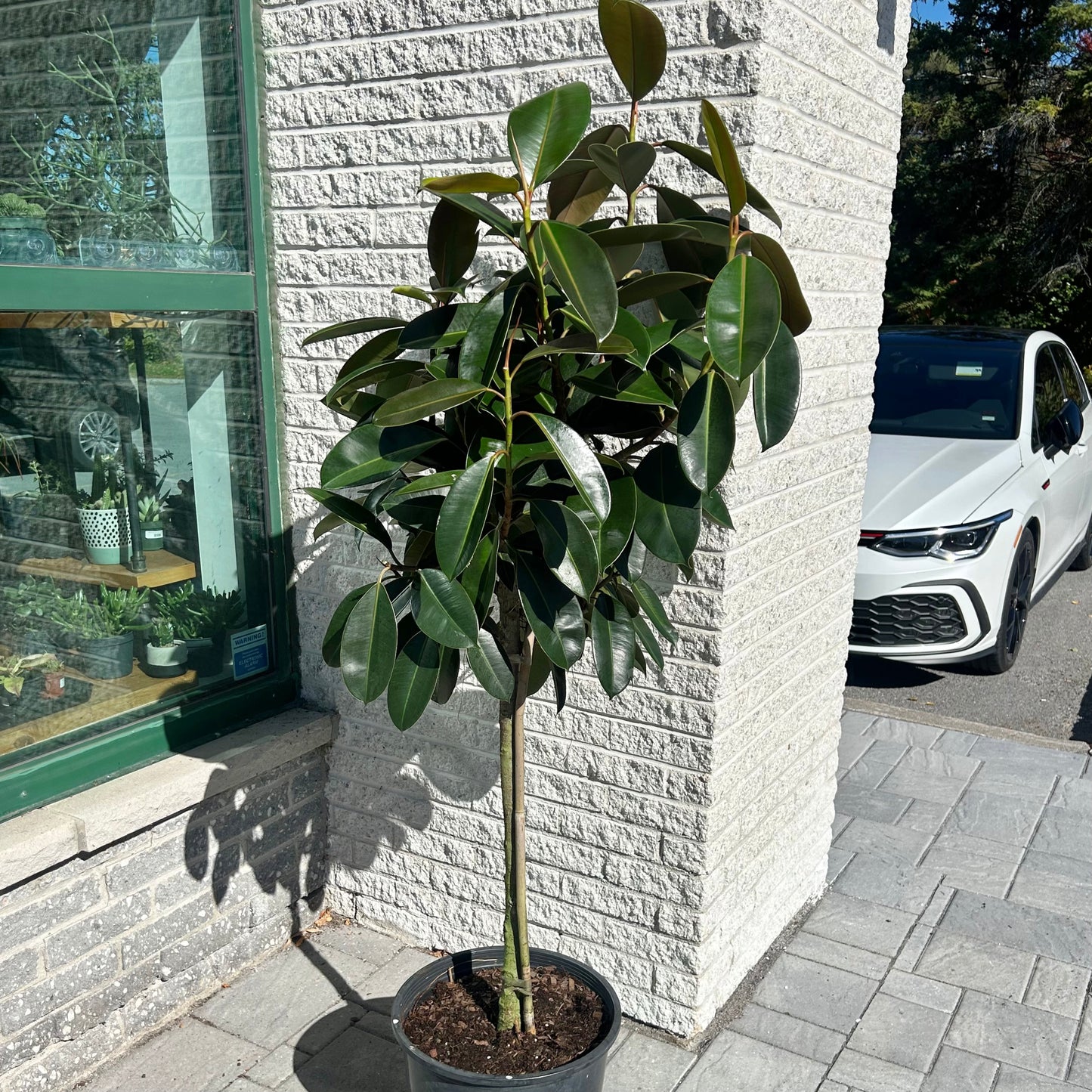 Ficus Elastica “Melany”approximately 5ft tall in 14”pot