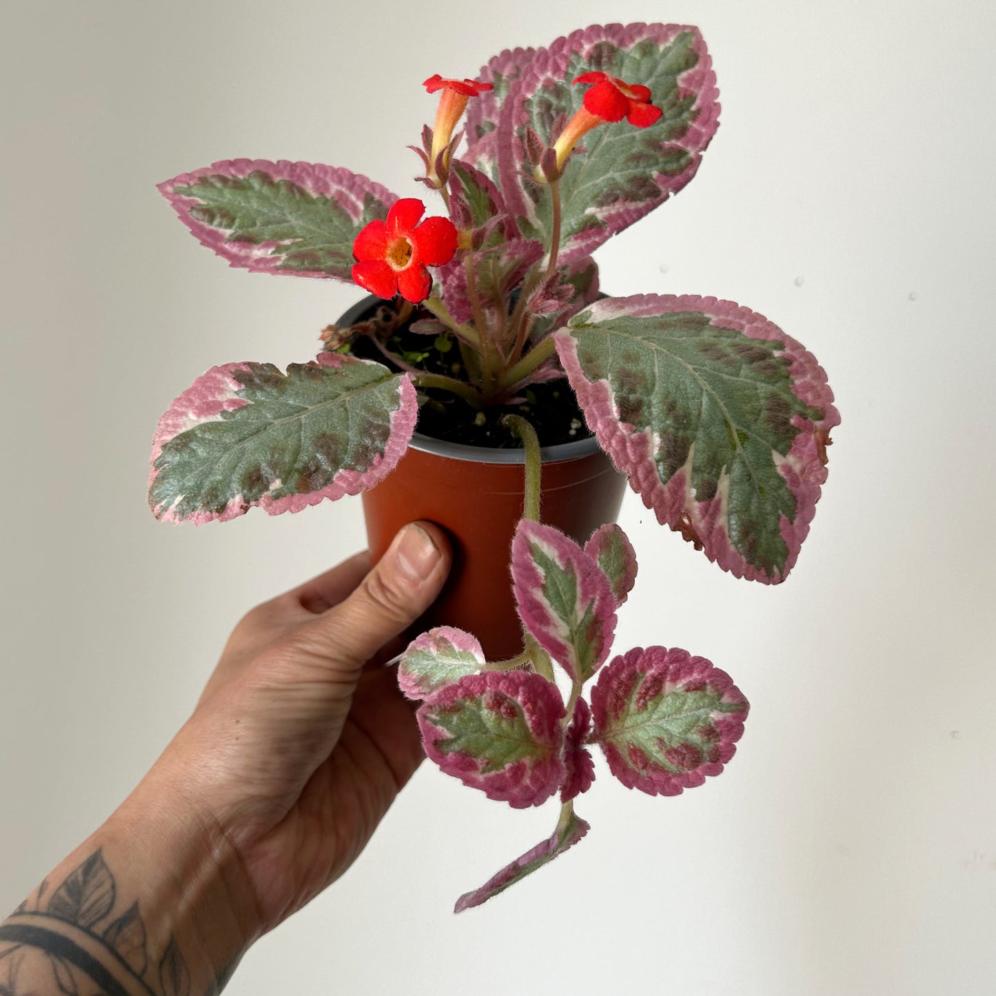 Episcia “Pink Brocade” 4” pot