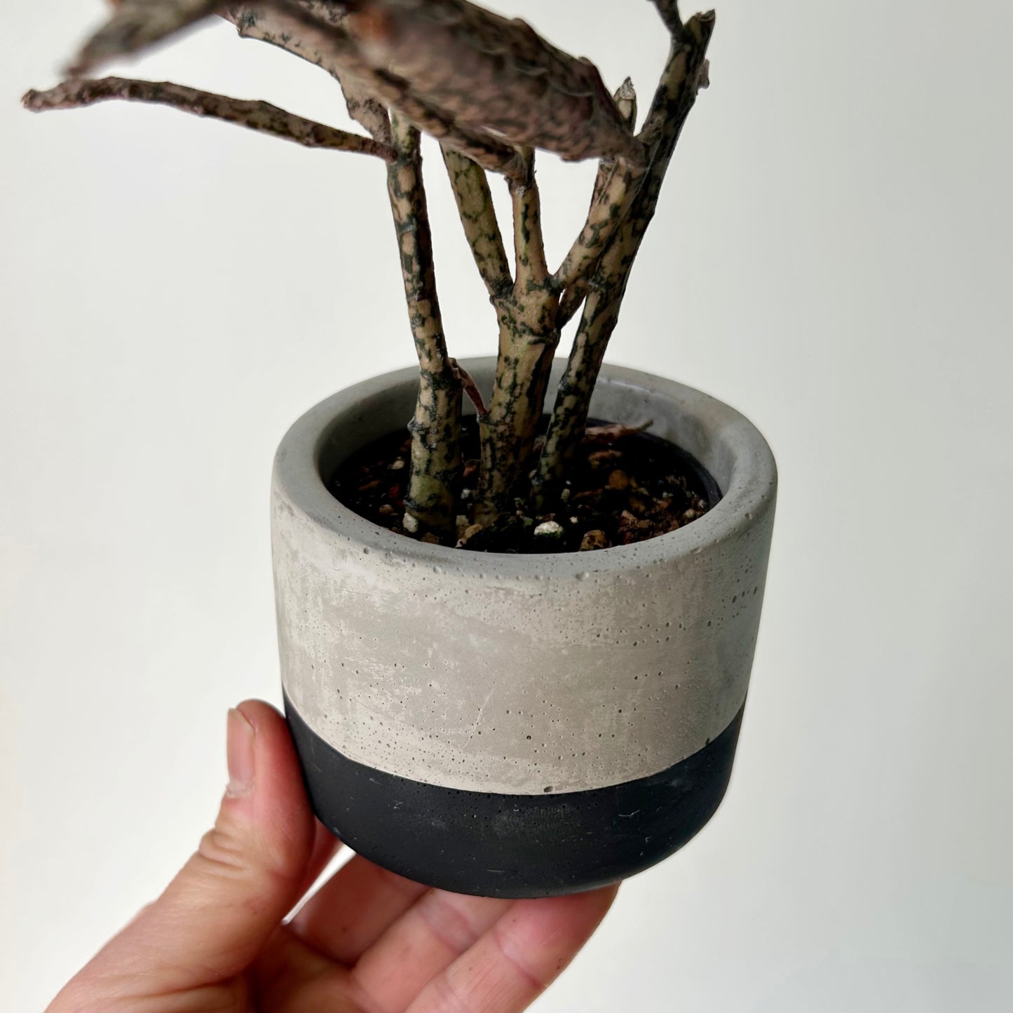 WYATT Small Decorative Cement Pot (2.75”x2.5”)