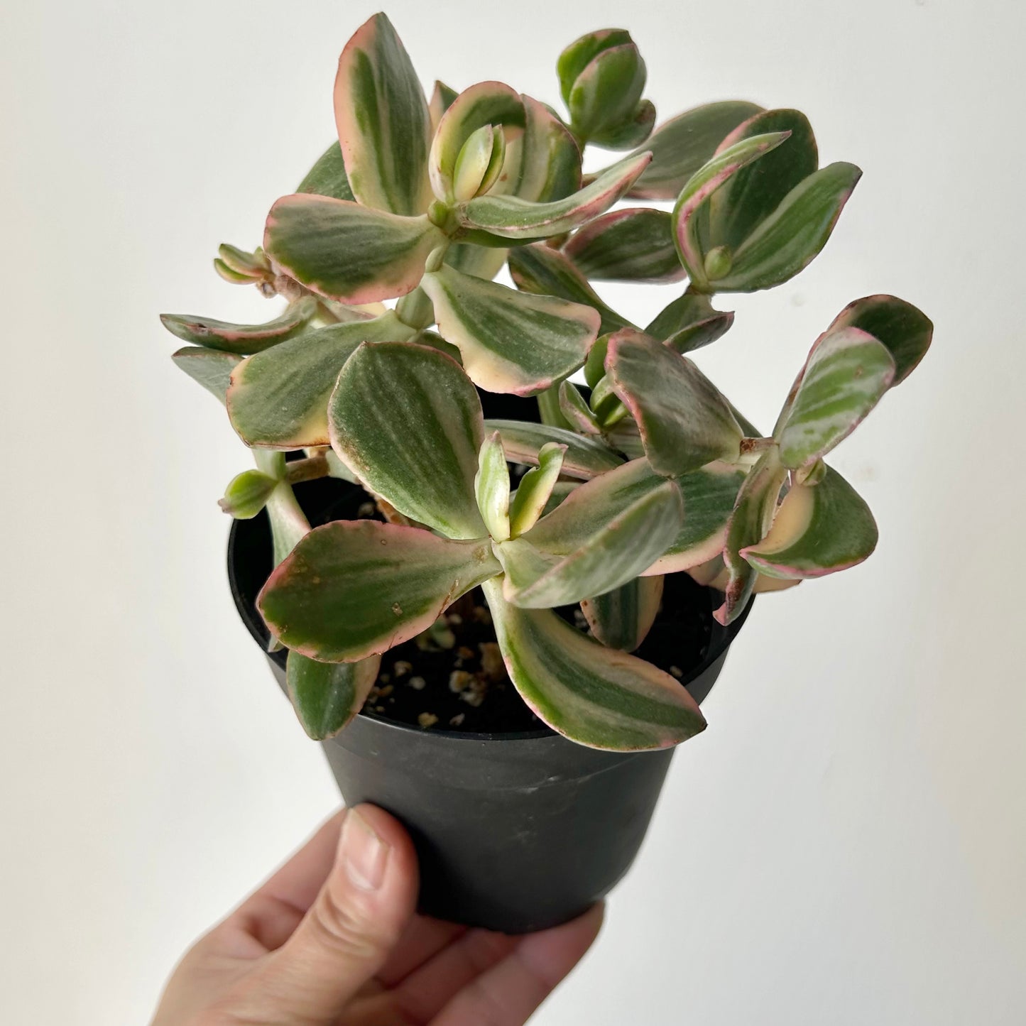 Variegated Jade Succulent (Crassula Ovata Tricolour) 4”pot