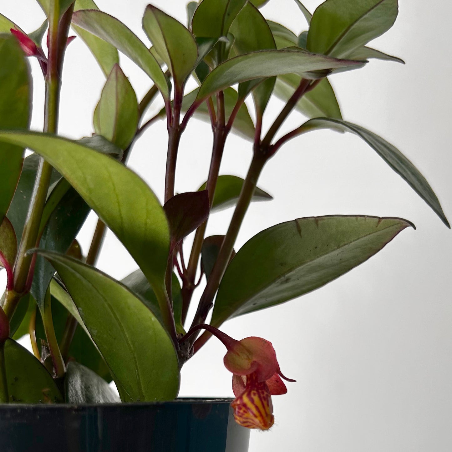 Tropicana Goldfish Plant (Nematanthus )4” pot