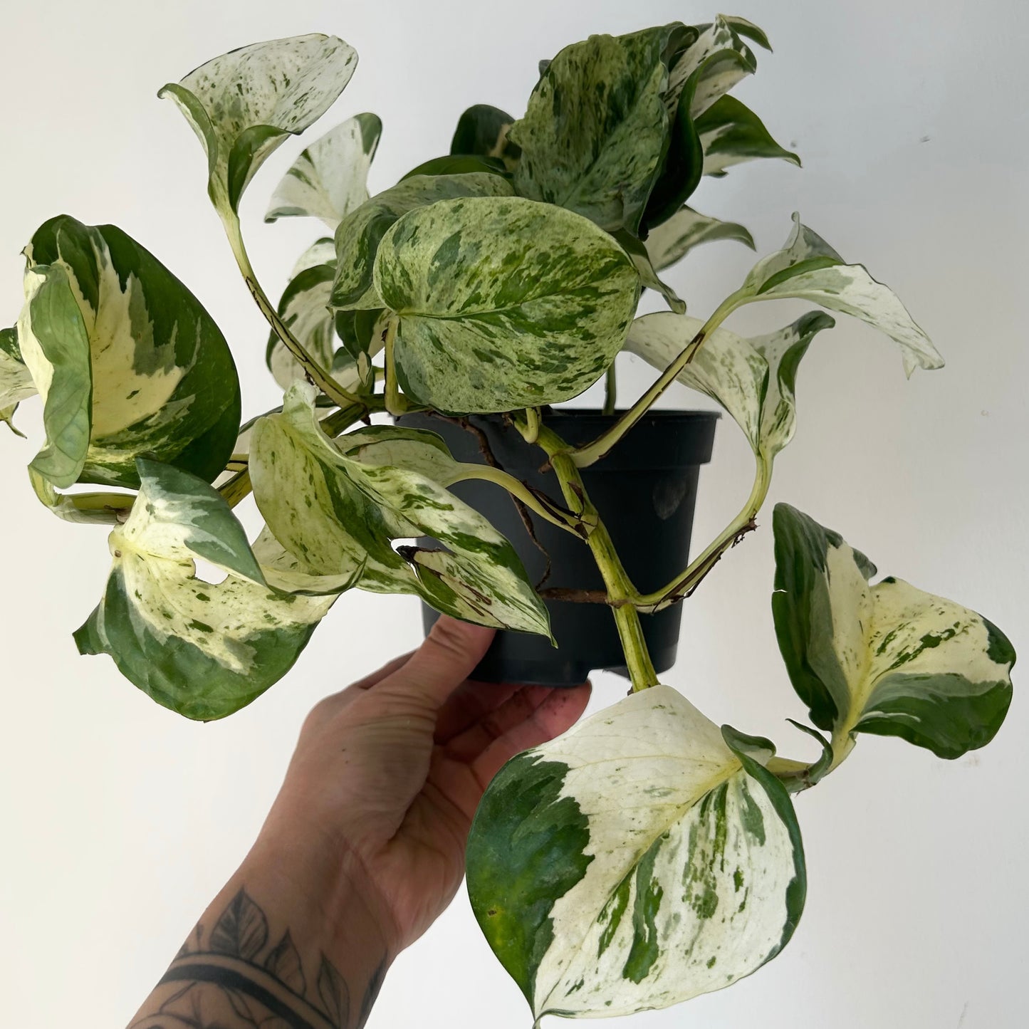 Manjula Pothos 5” pot