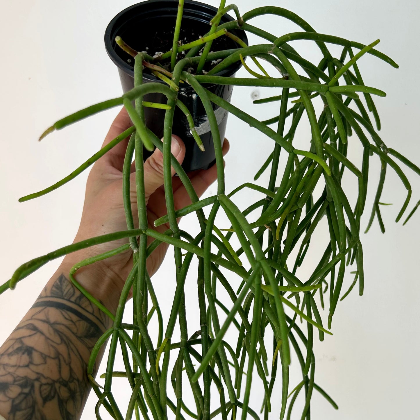 Rhipsalis baccifera 3.5” pot