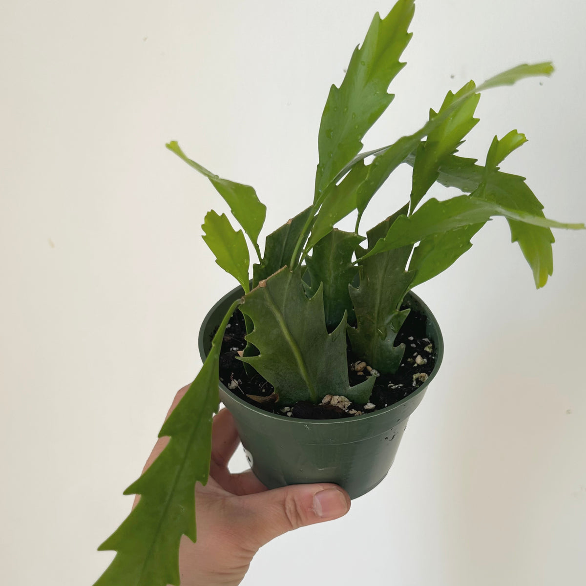 Snowdrop Cactus (Lepismium houlletianum) 4” pot House of Plants