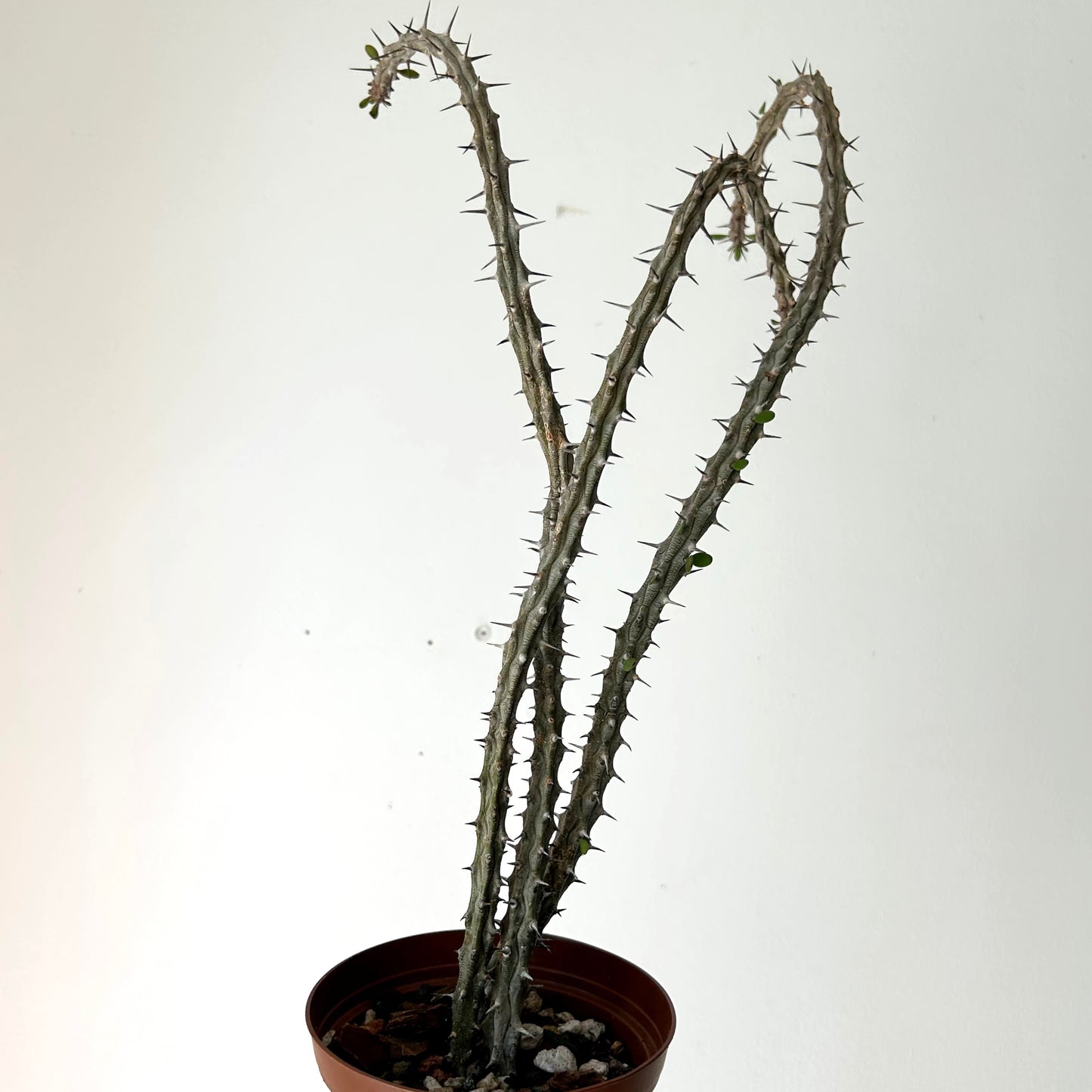 Alluaudia procera 4”pot