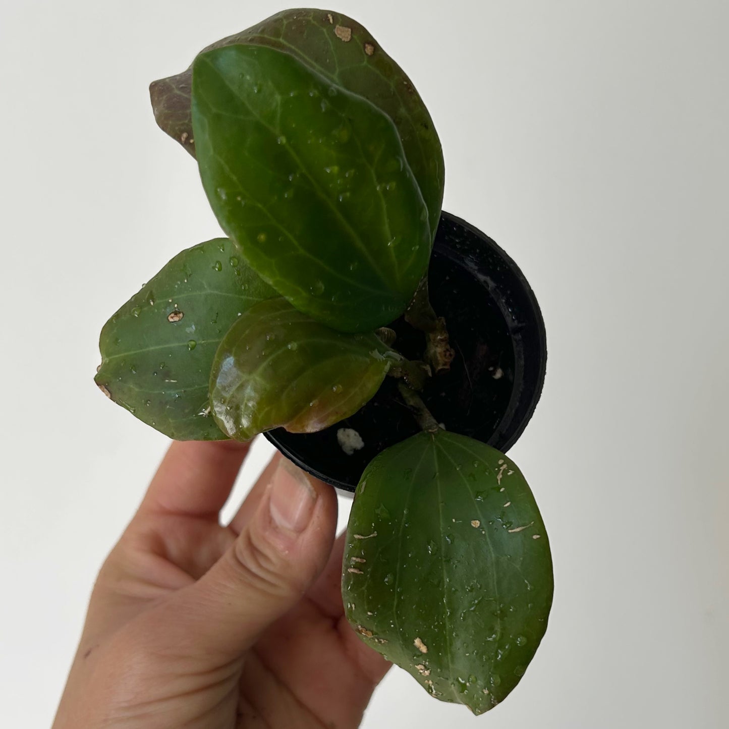 Hoya Qinquenervia 2.5”pot