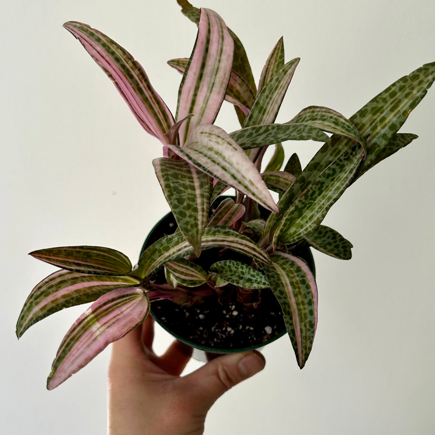 Pink Squill “Juda” 3.5”pot (Ledebouria socialis variegata)