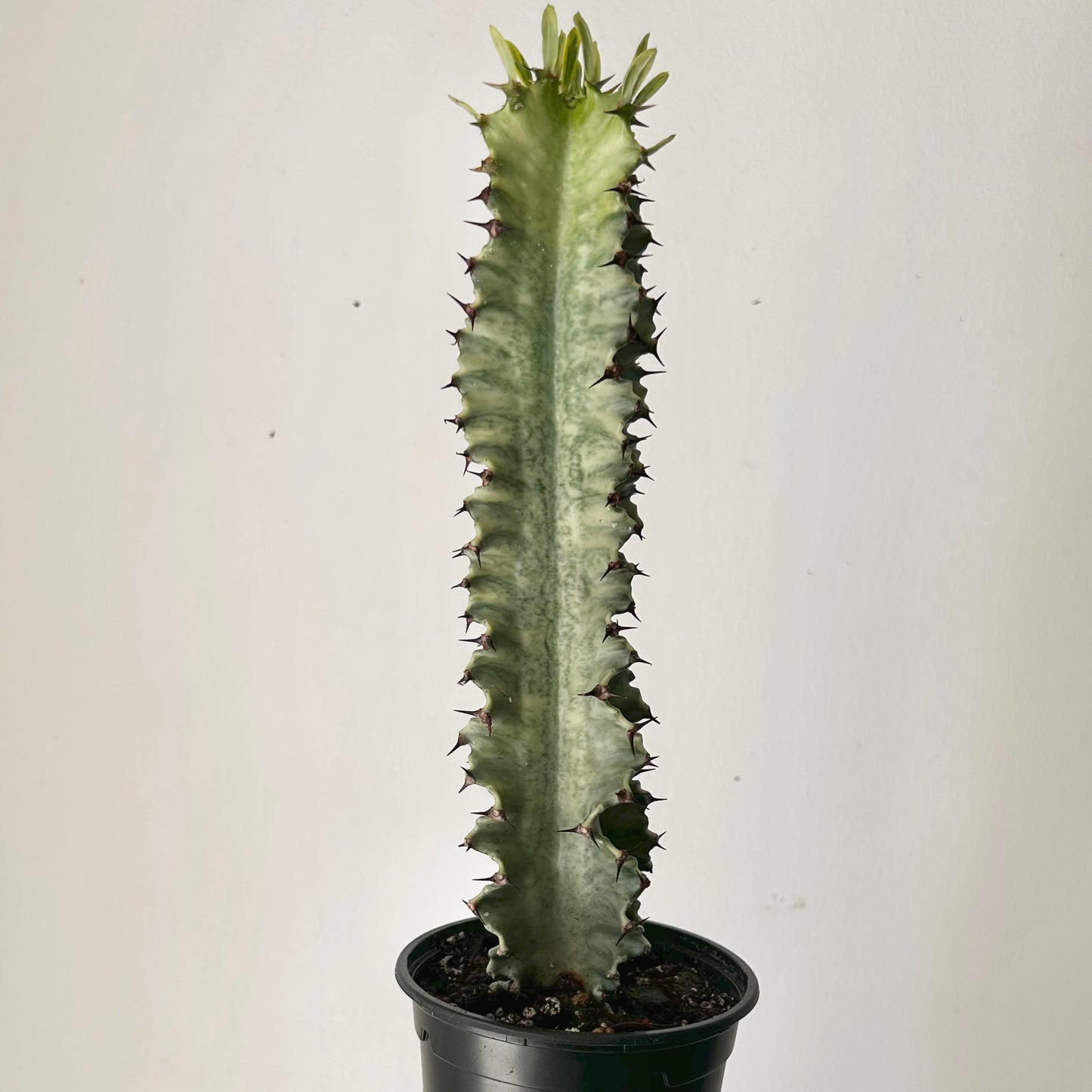 Variegated Euphorbia erythraeae approximately 14 inches tall in 4.5” pot