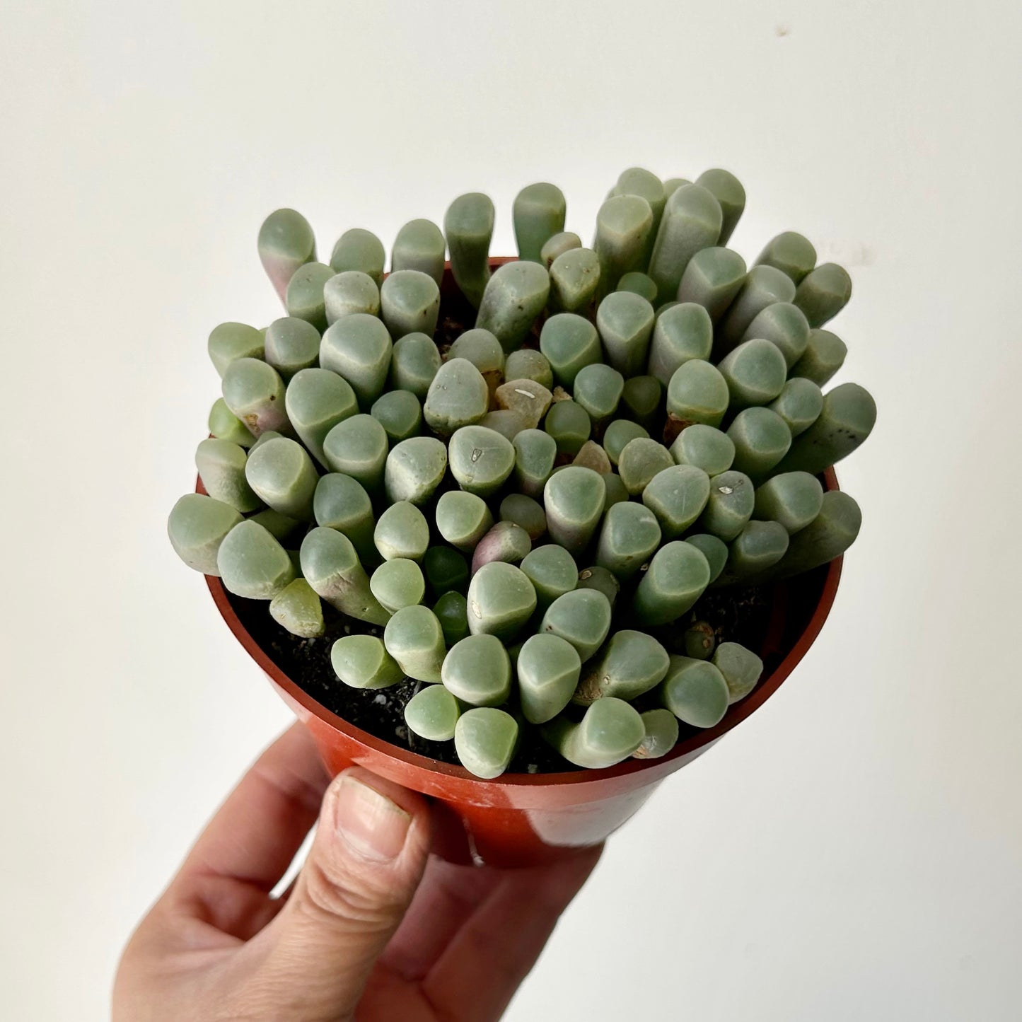 Baby Toes Succulent (Fenestraria rhopalophyll) 4” pot