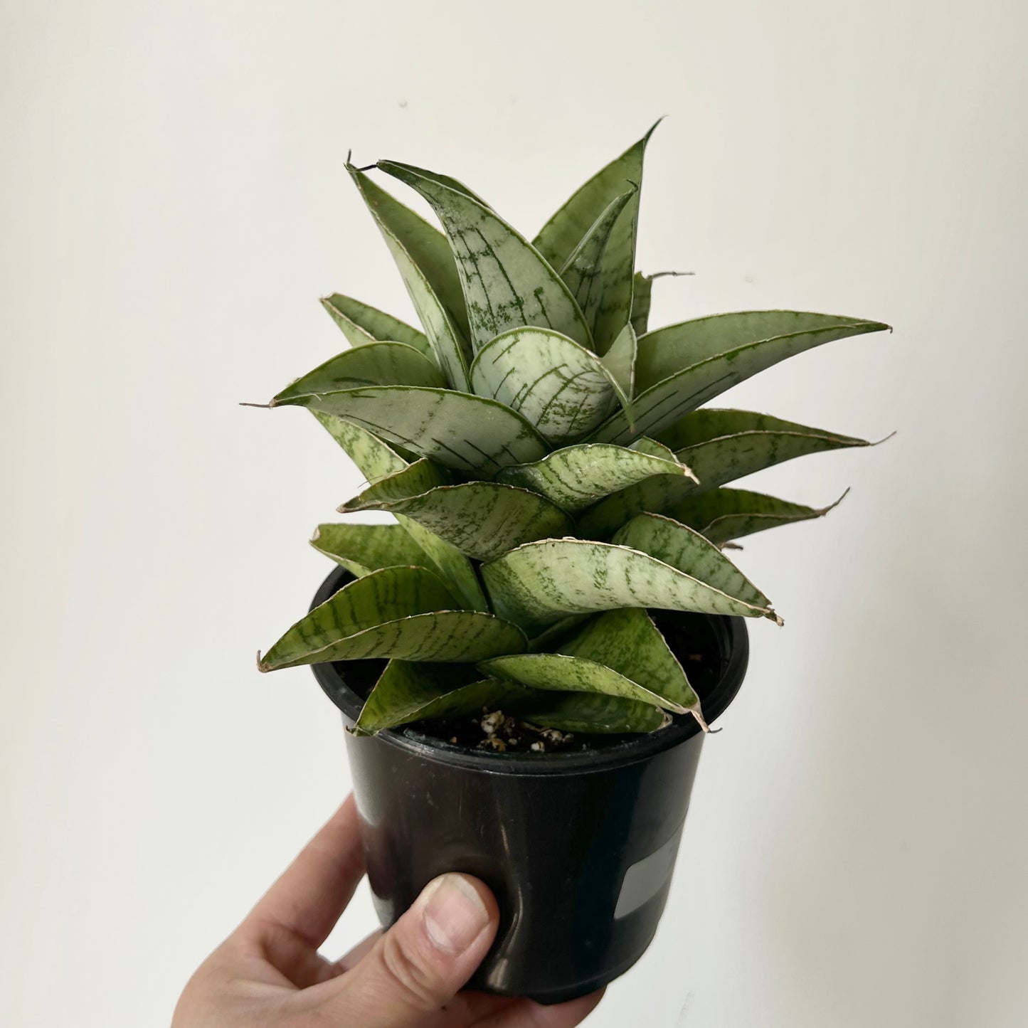 Sansevieria “Piano” 3.5”pot