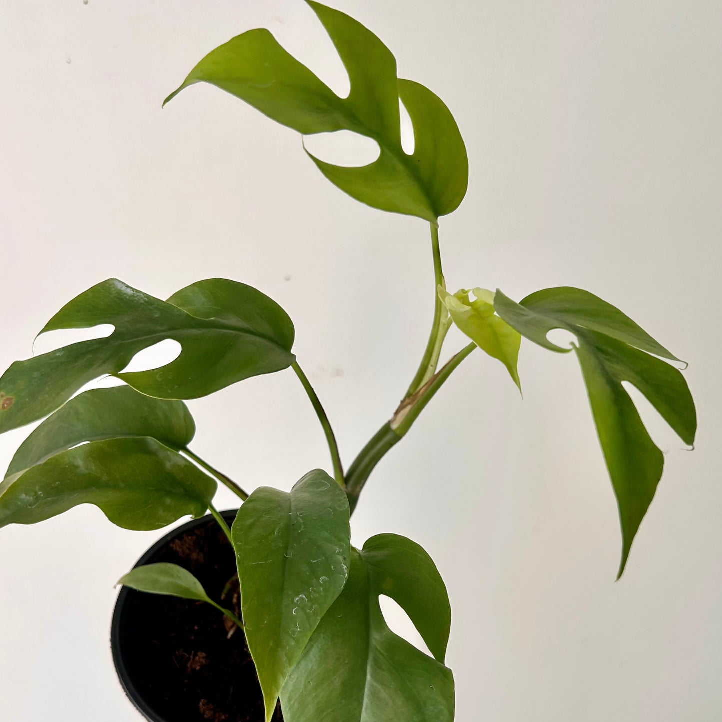 Mini Monstera Vine (Rhaphidophora tetrasperma)4.25”pot