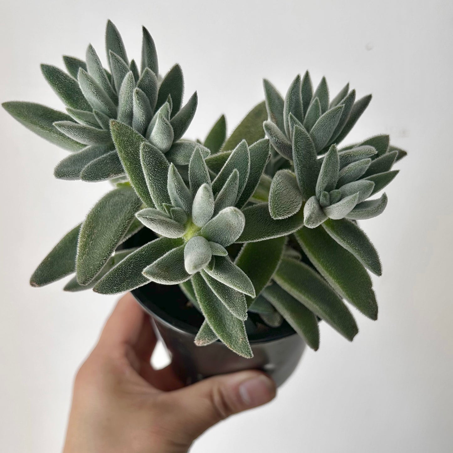 Crassula mesembryanthemoides ‘Tarantula’ 4” pot