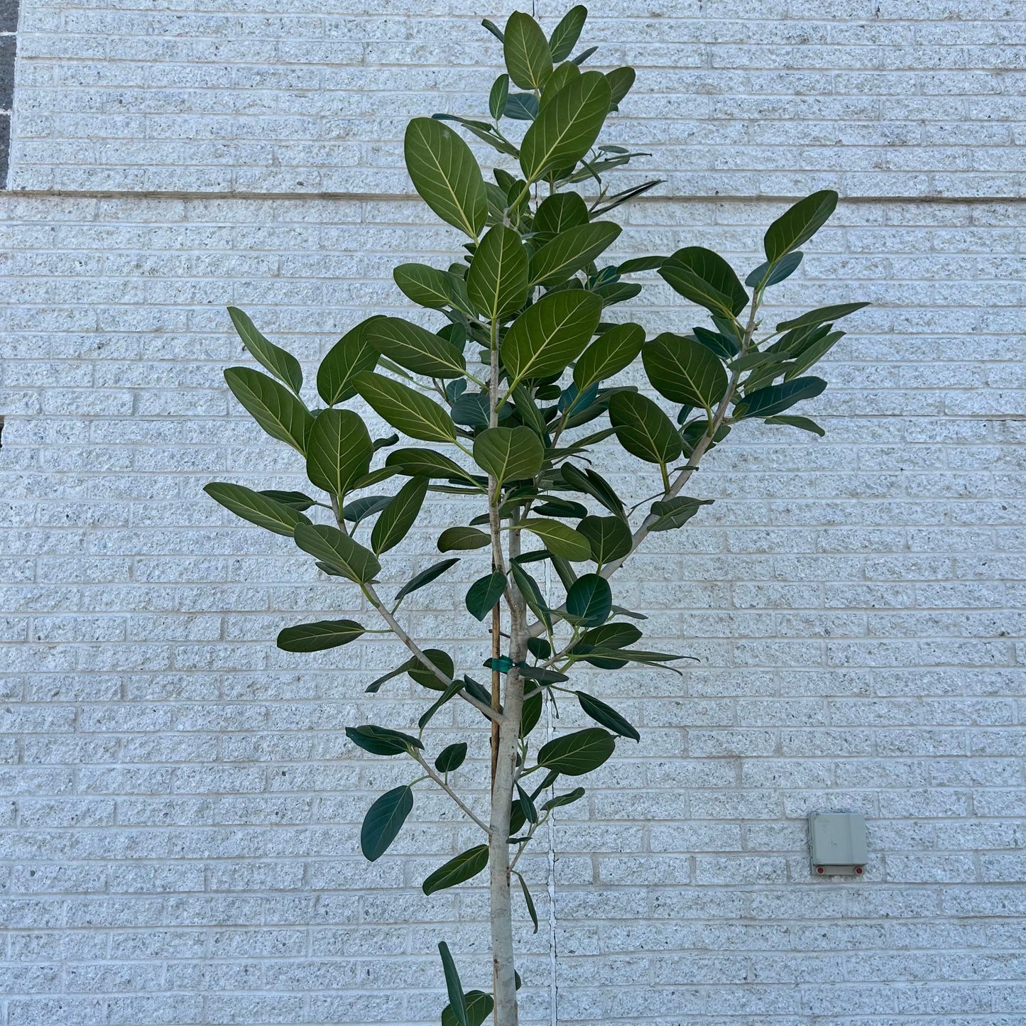 Ficus benghalensis “Audrey” Tree 9ft+ tall in 14” pot