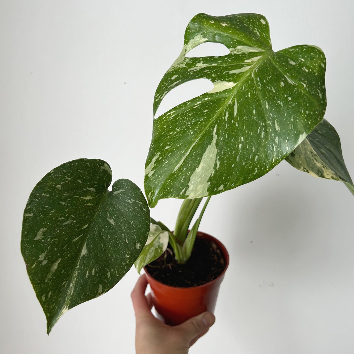 Monstera “Thai Constellation" 3.5”pot