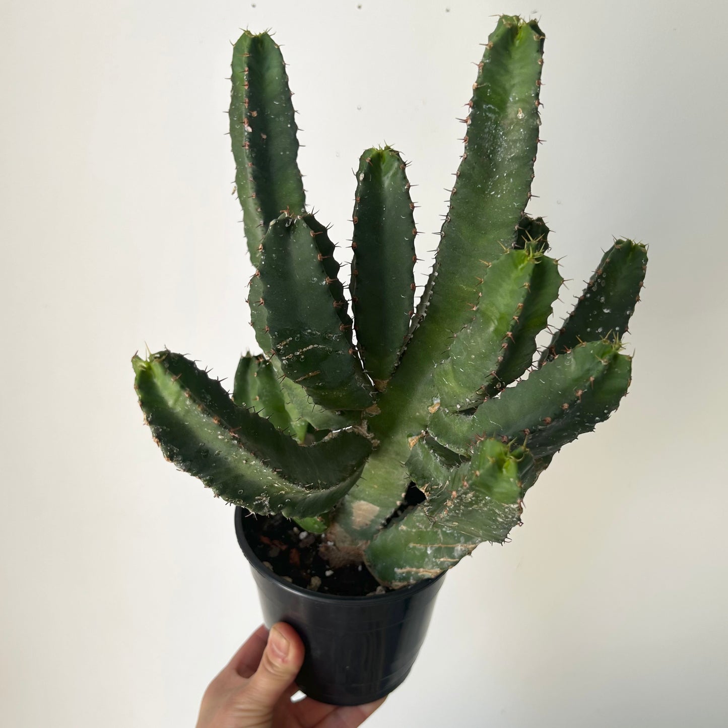 Resin Spurge (Euphorbia resinifera) 5”pot