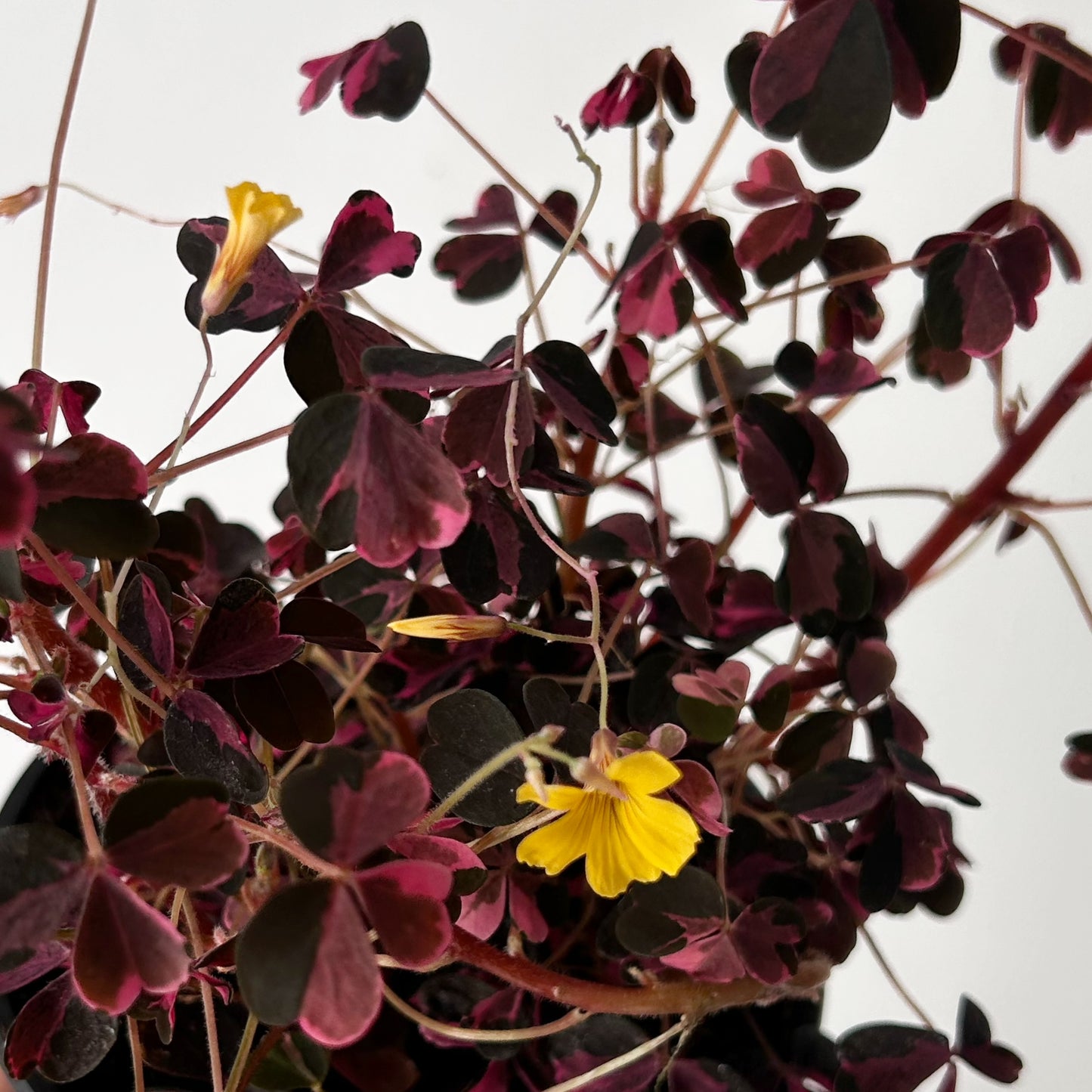 Oxalis vulcanicola “Plum Crazy” 4” pot