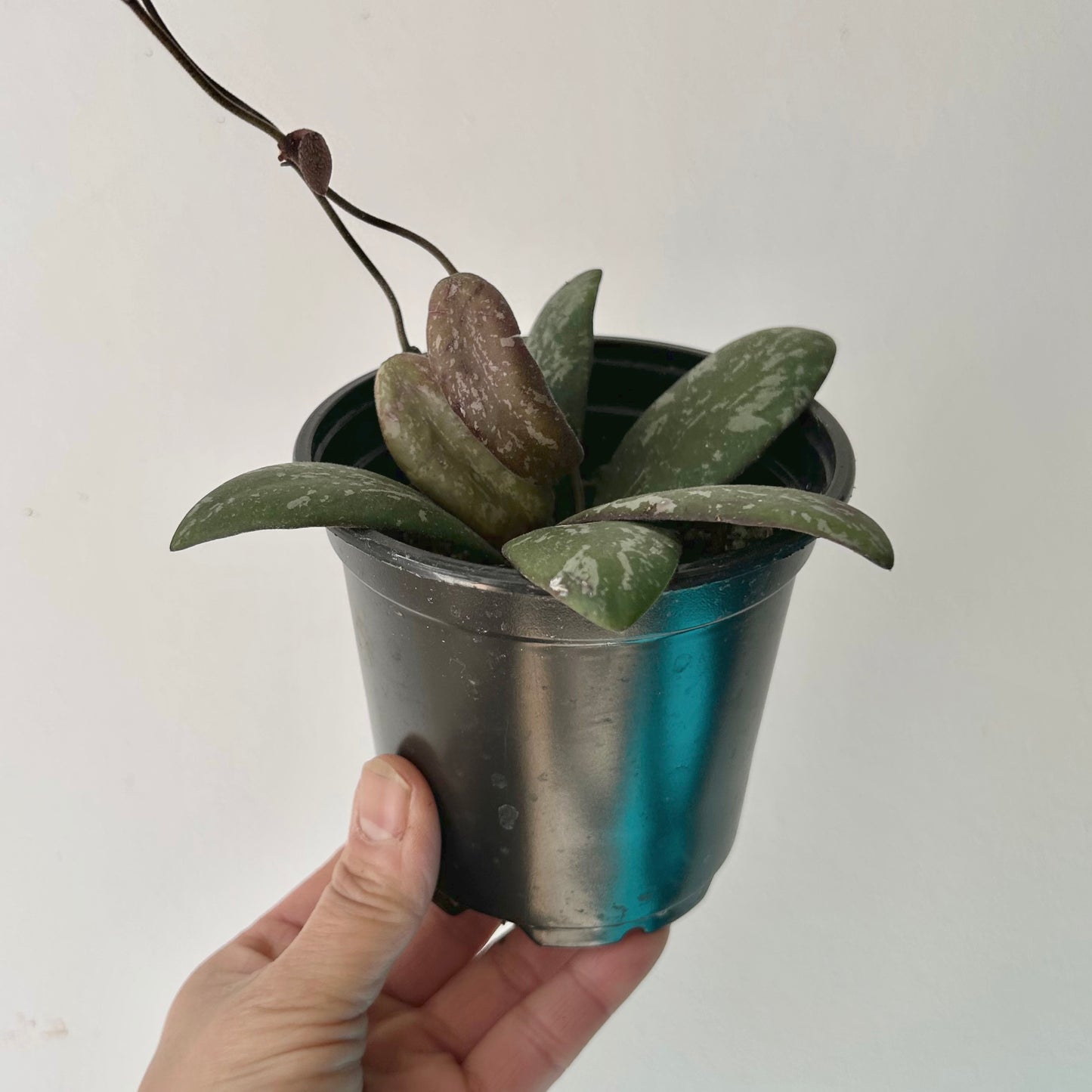 Hoya sigillatis “Borneo” 4”pot