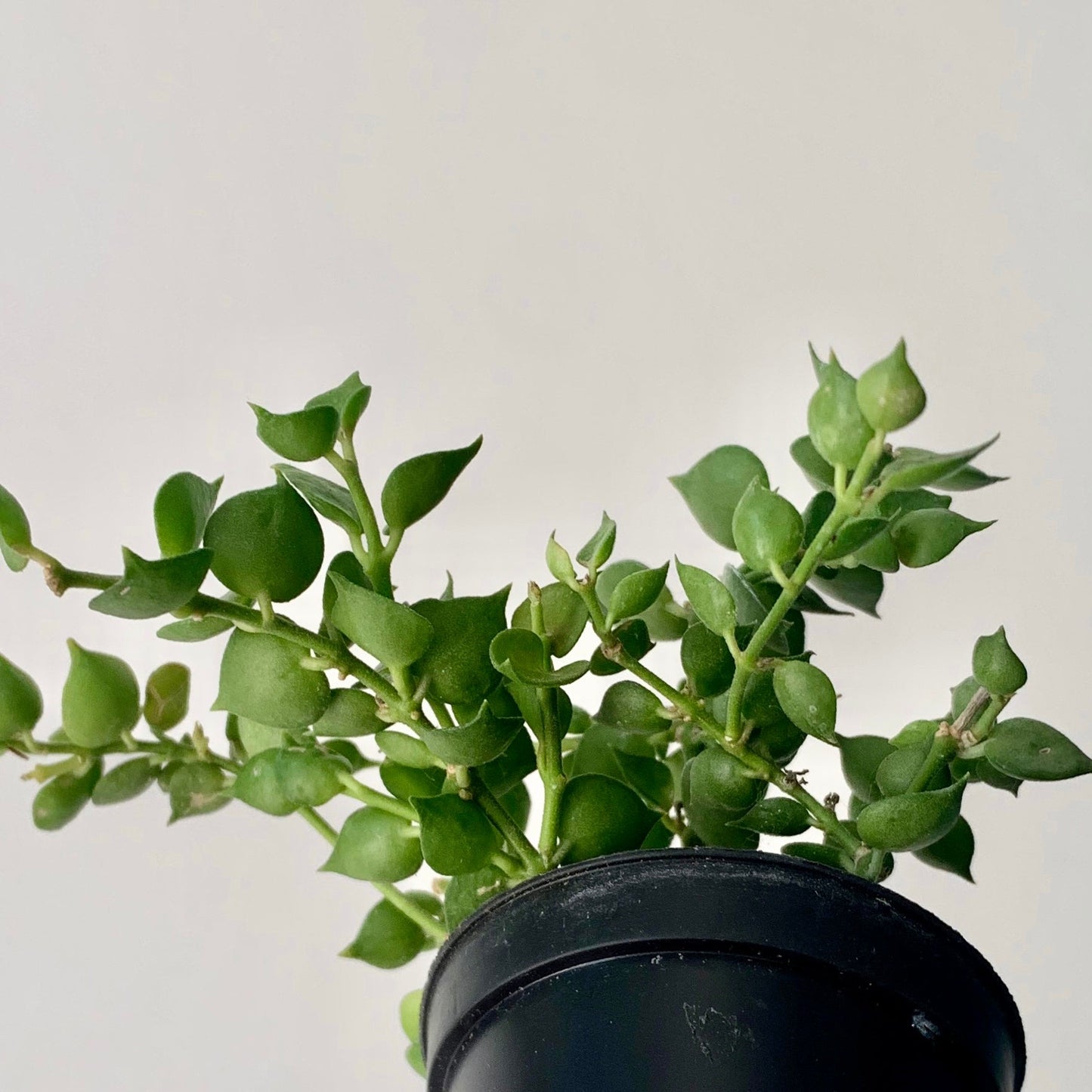 Dischidia ruscifolia “Million Hearts” 2.5"pot