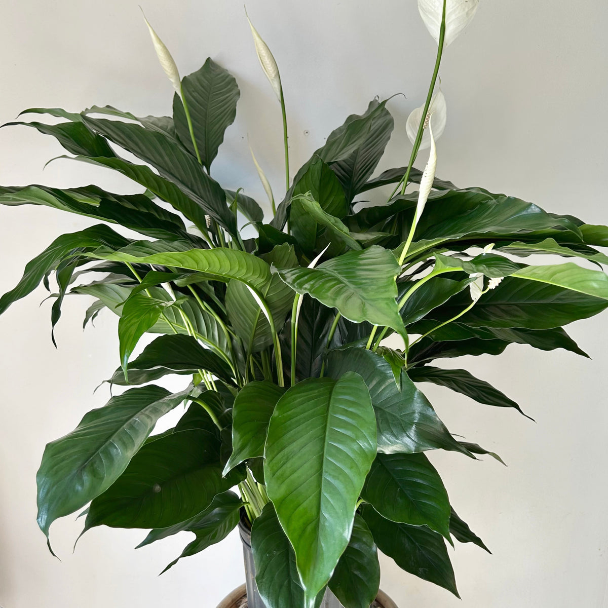 Peace Lily (Spathiphyllum) approximately 3ft tall in 10” pot