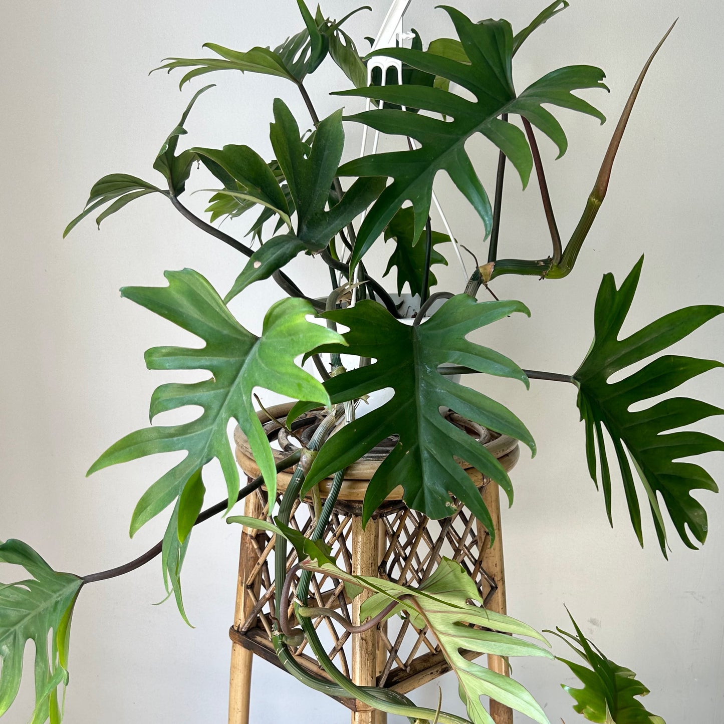 Philodendron mayoi 8”hanging basket