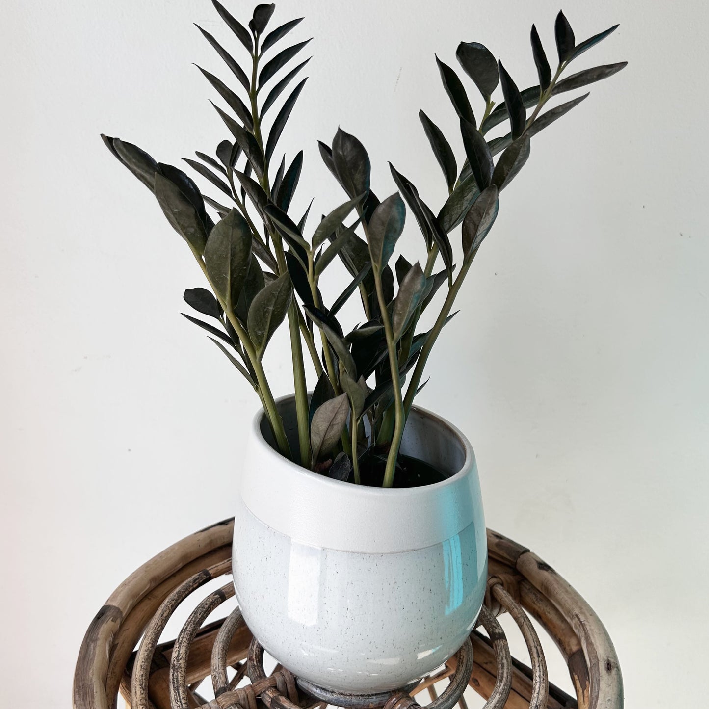 CHARIS Asymmetrical Decorative Pot (4.75”x5.5”)