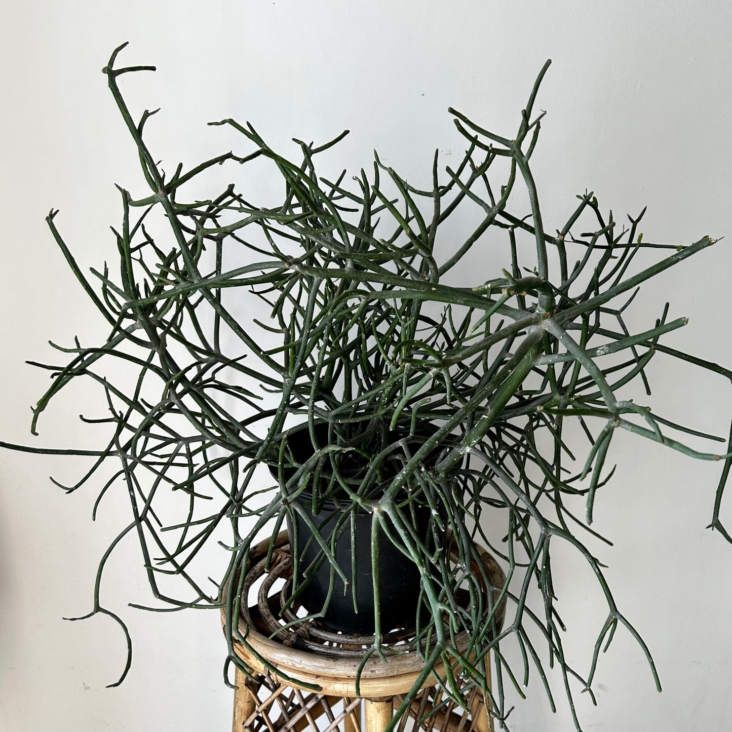 Pencil Cactus (Euphorbia Tirucalli) 10” pot