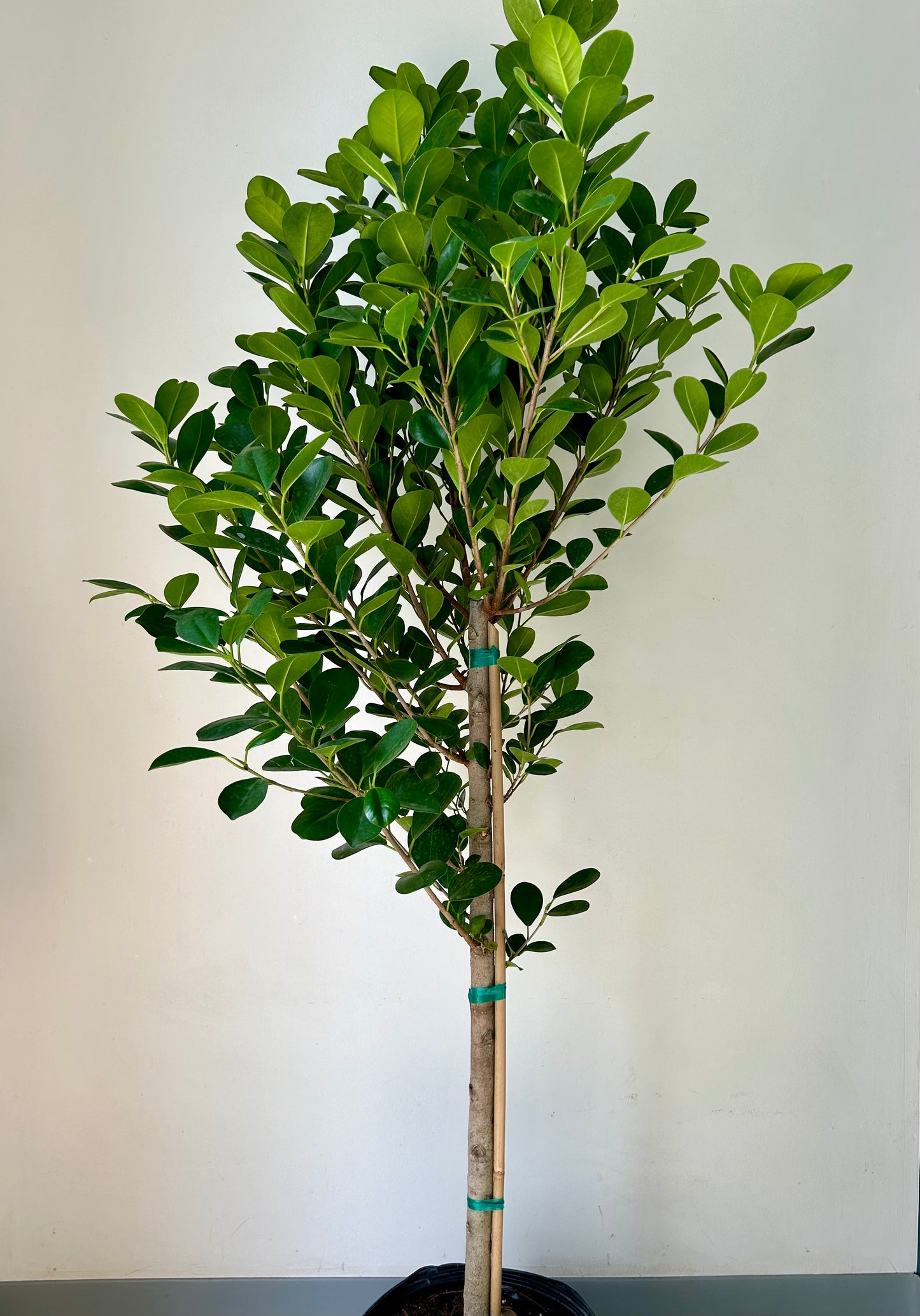 Ficus Moclame approximately 4ft ft tall in 10"pot