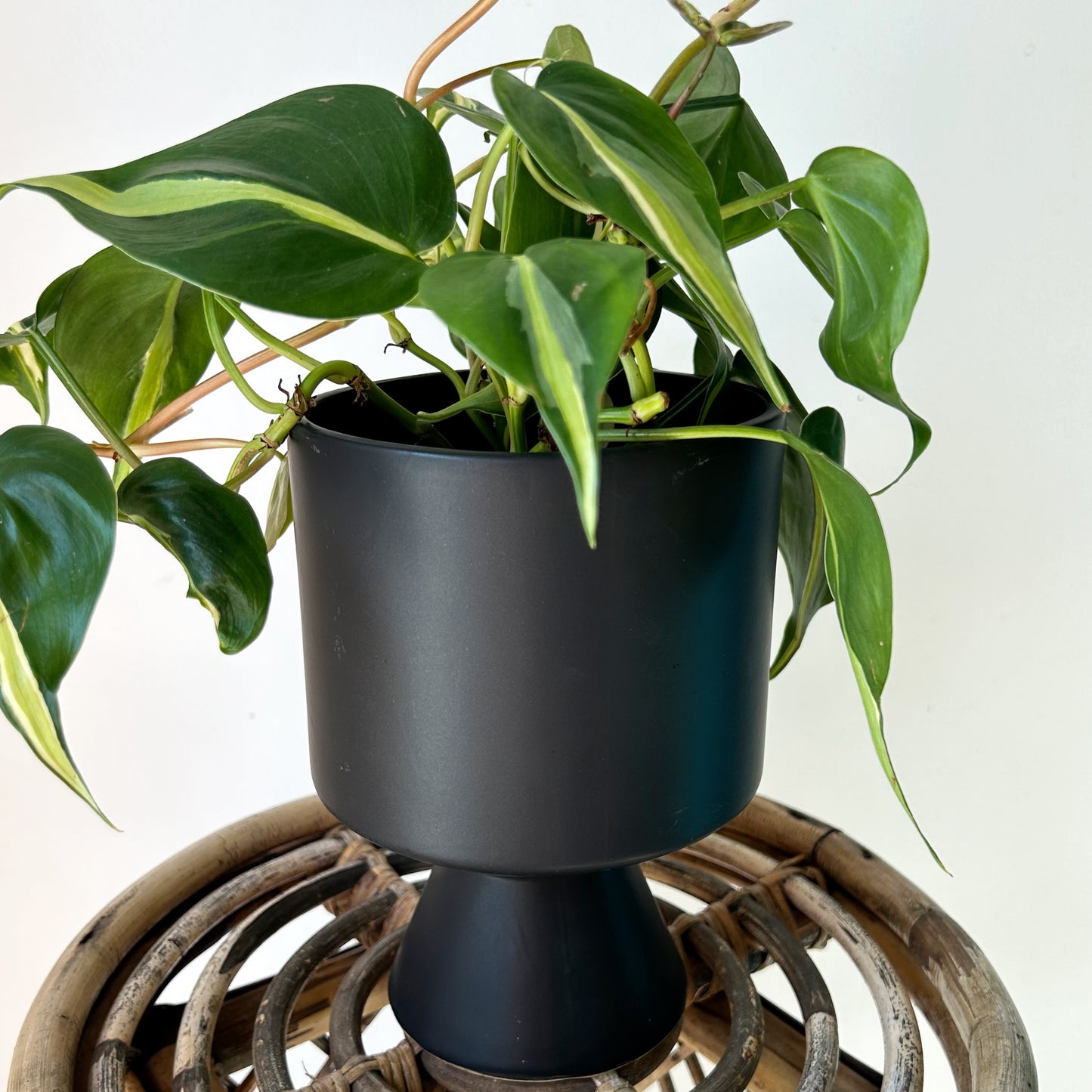 DEVILLE Minimalist Elevated Pot MATTE BLACK (available in 3 sizes)