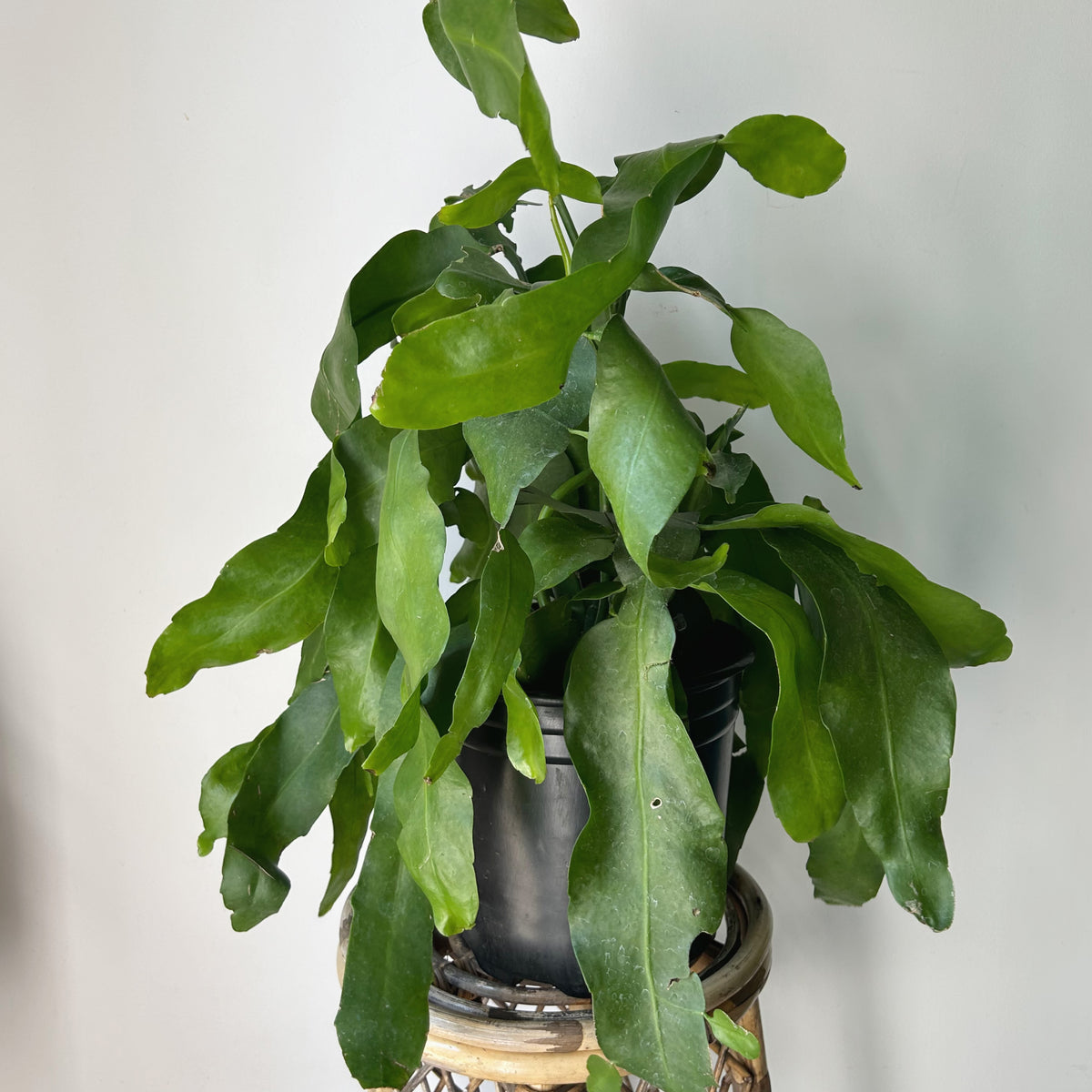 QueenoftheNight Jungle Cactus(Epiphyllum Oxypetalum) 10”pot House
