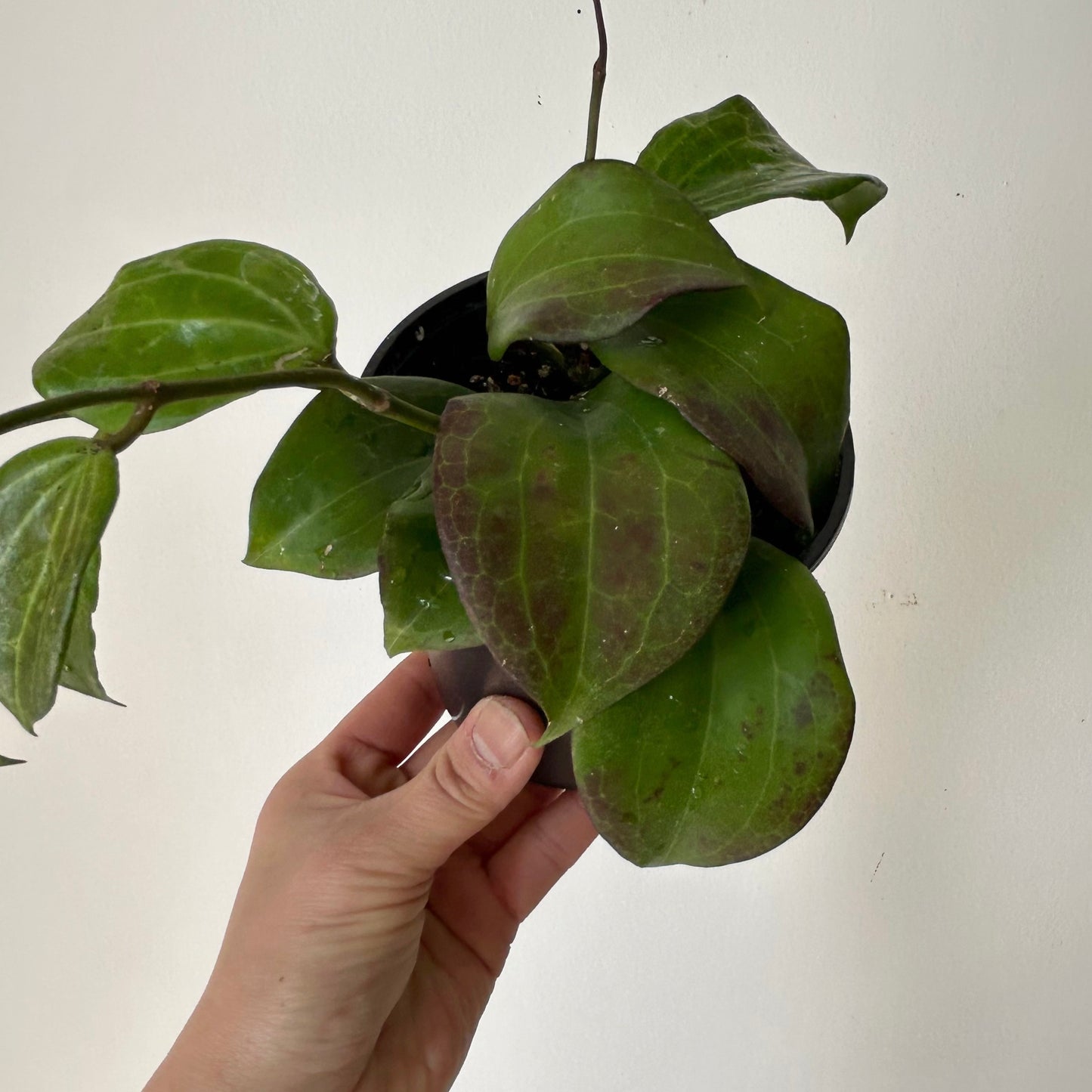 Hoya Qinquenervia 4” pot