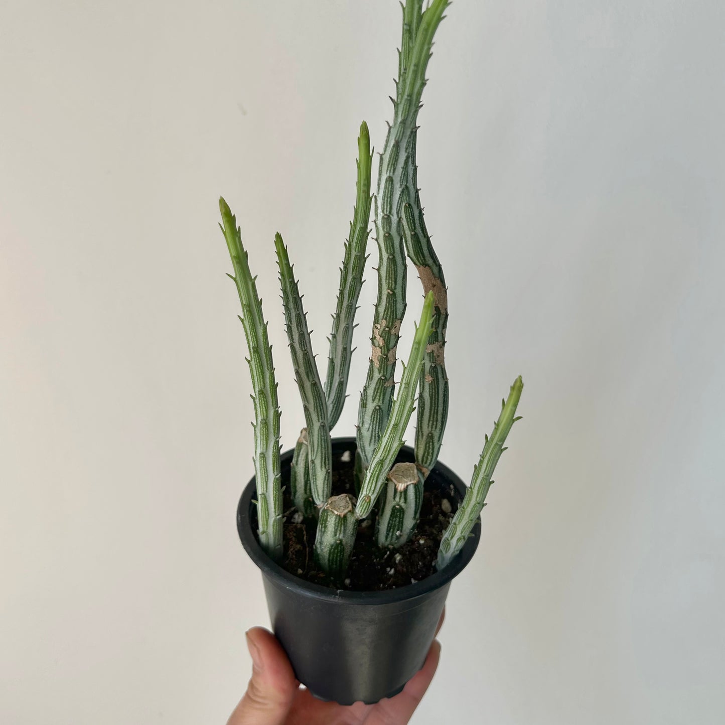 Senecio Stapeliiformis 4” pot
